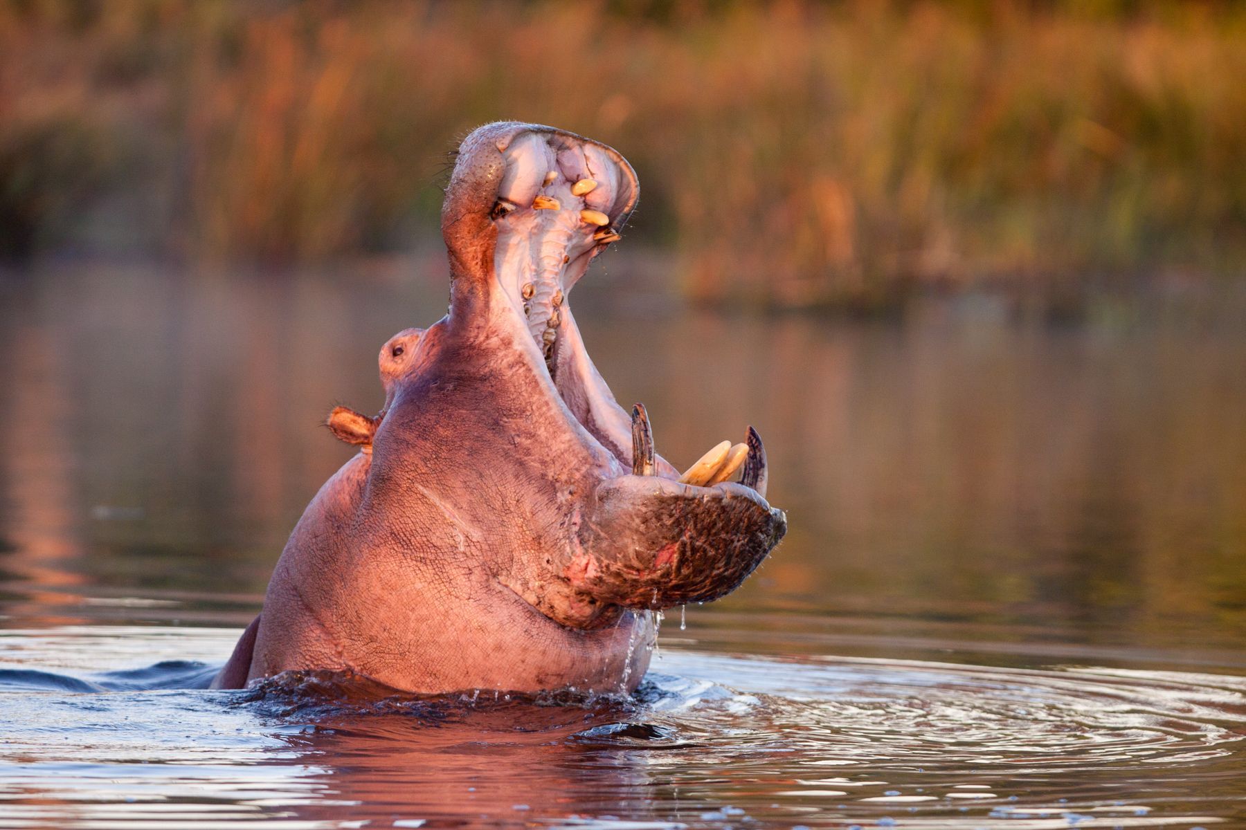 Yawning Hippos are another photosafari classic