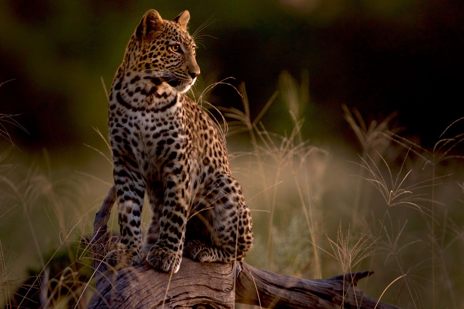 A Leopard at sunset at Khwai, Botswana