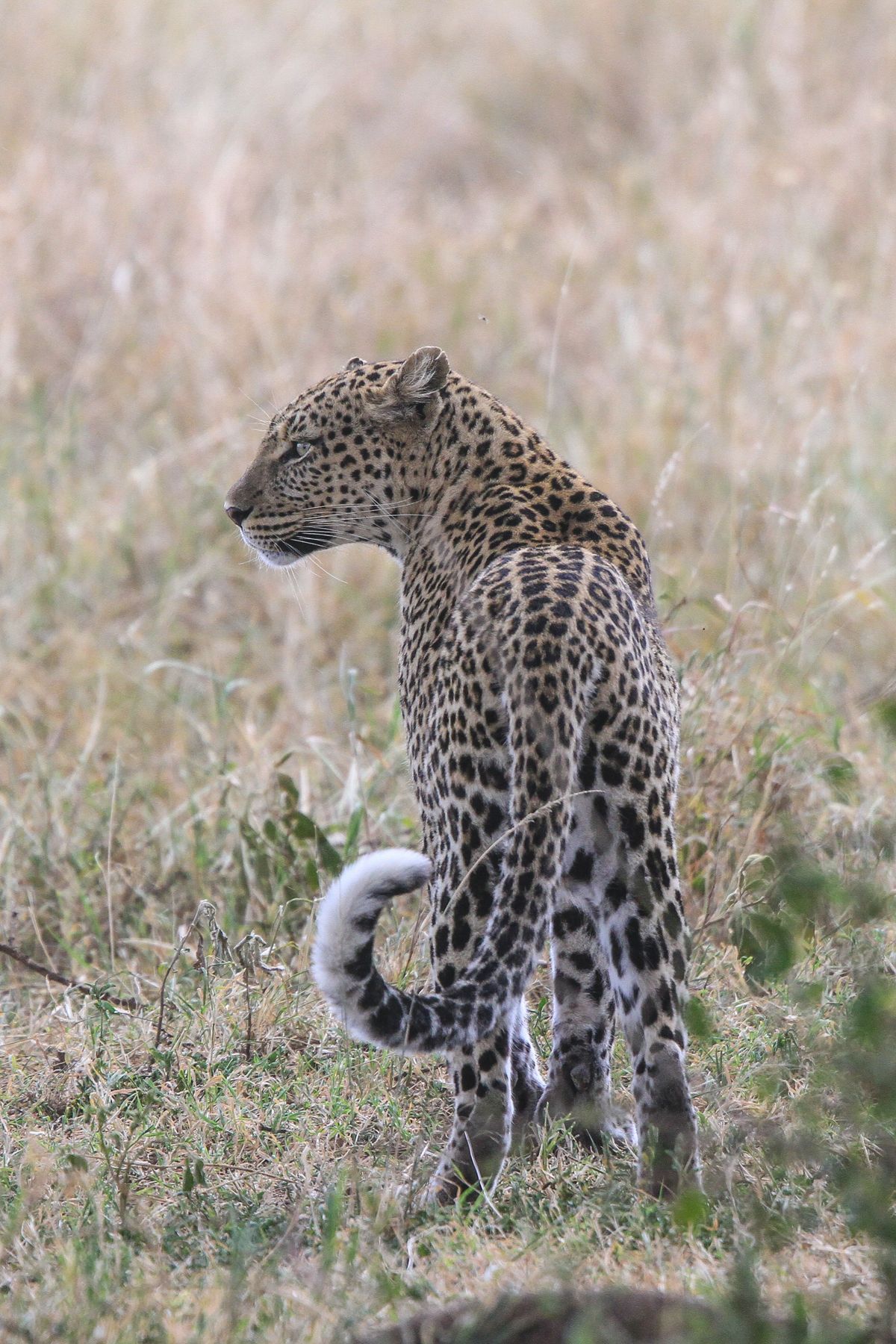 A Leopard heads off to hunt after a day resting in an acacia