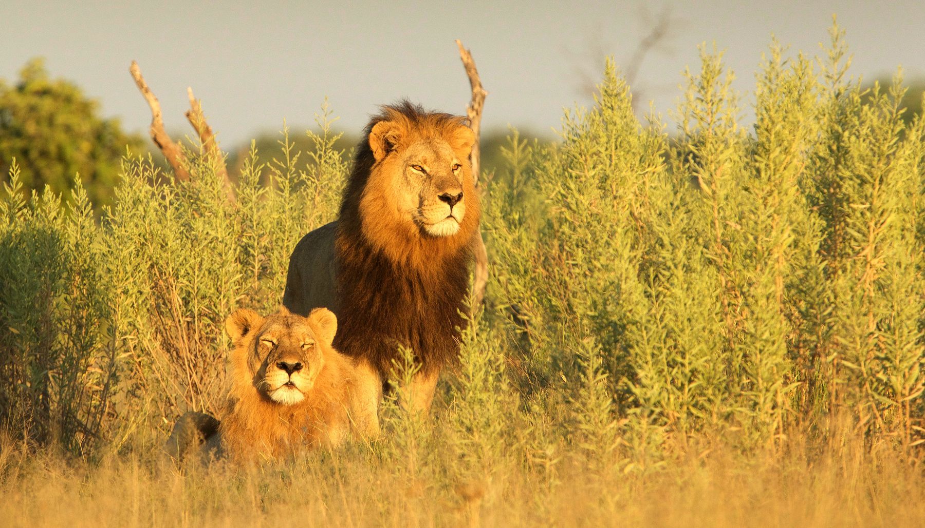 Lions are one of the most sought-after subjects during wildlife photography tours in Botswana