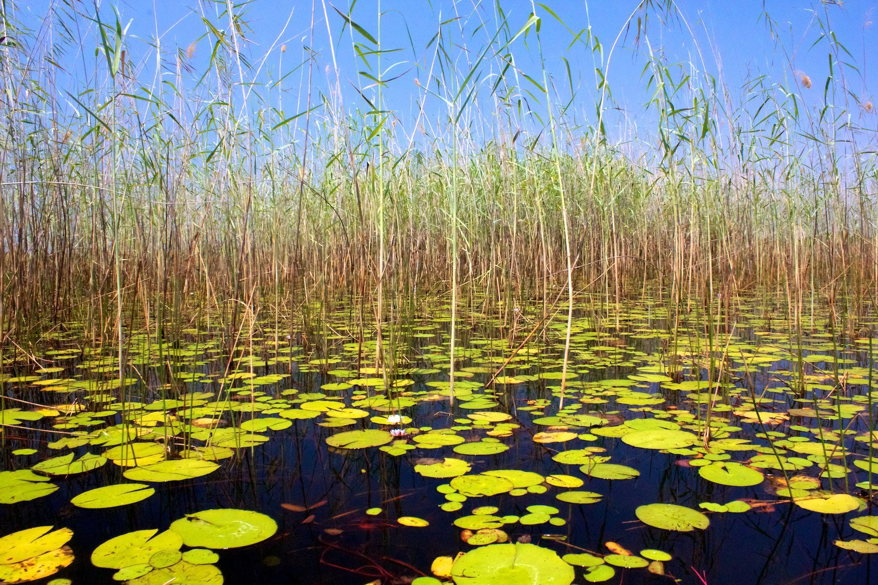 Okavango delta scene