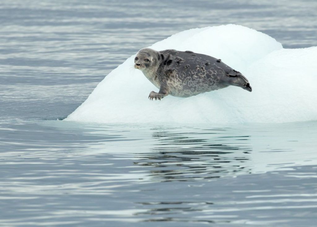 Polar Bears: Seven Ice-Cool Facts - Wild Images Photography Tours