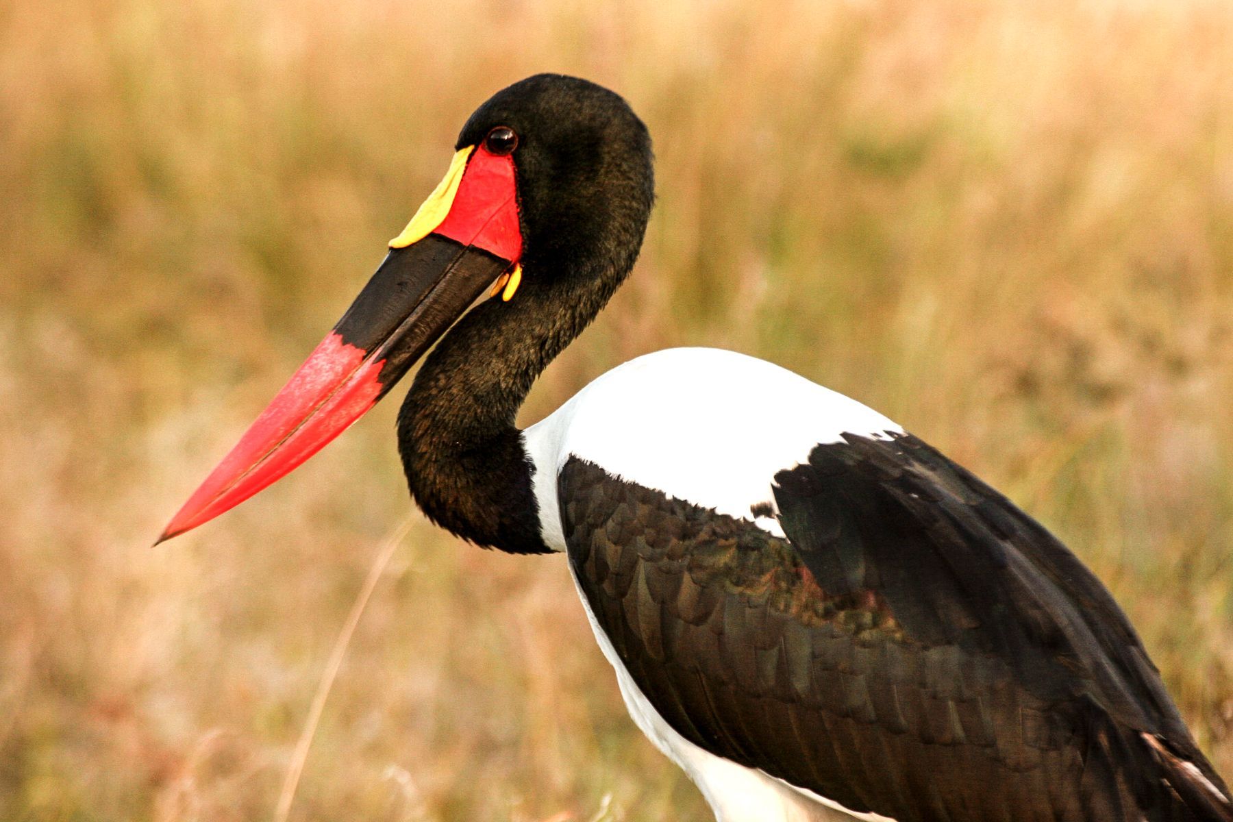 Saddle-billed Storks are as striking as any mammal