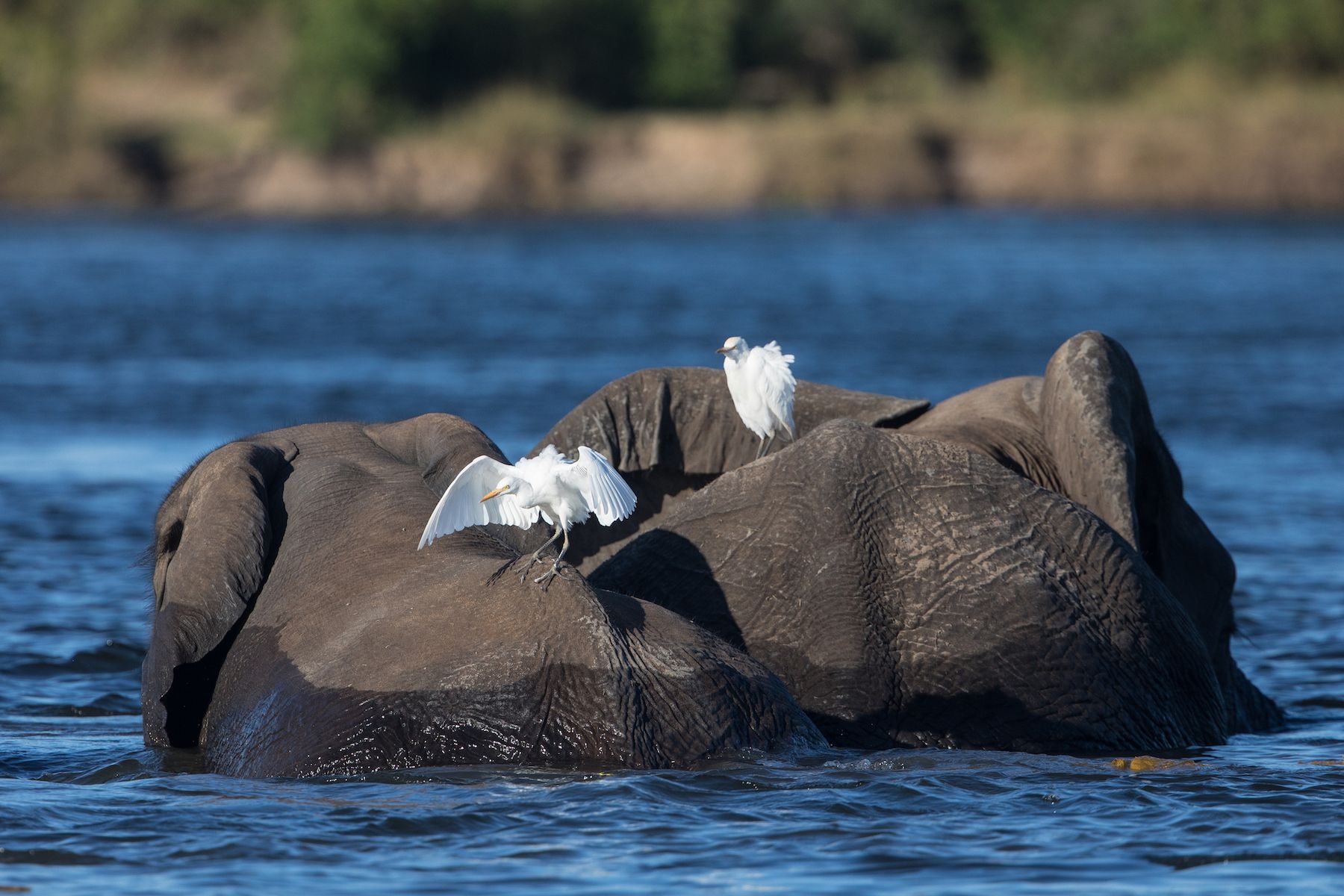 African Elephants swimming the Chobe provide a perch for Cattle Egrets