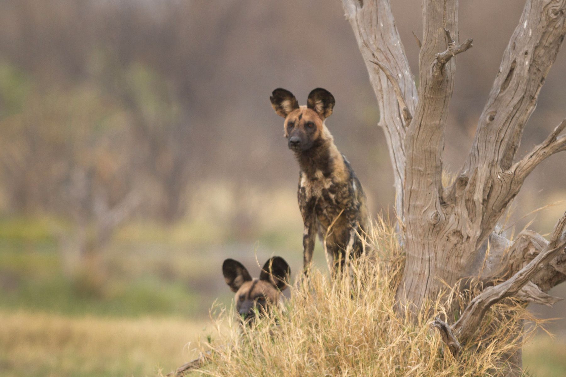 Wild Dogs peering curiously at photosafari guests