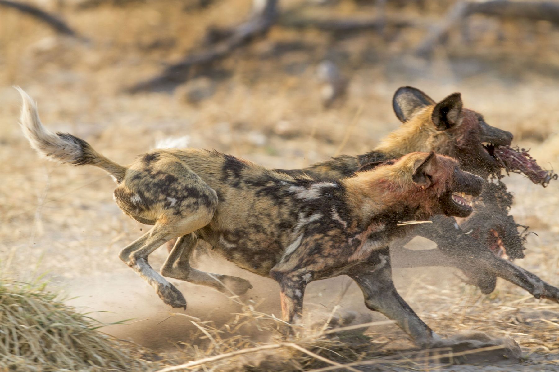 Wild Dogs are still thriving in Botswana because of its rich wildlife