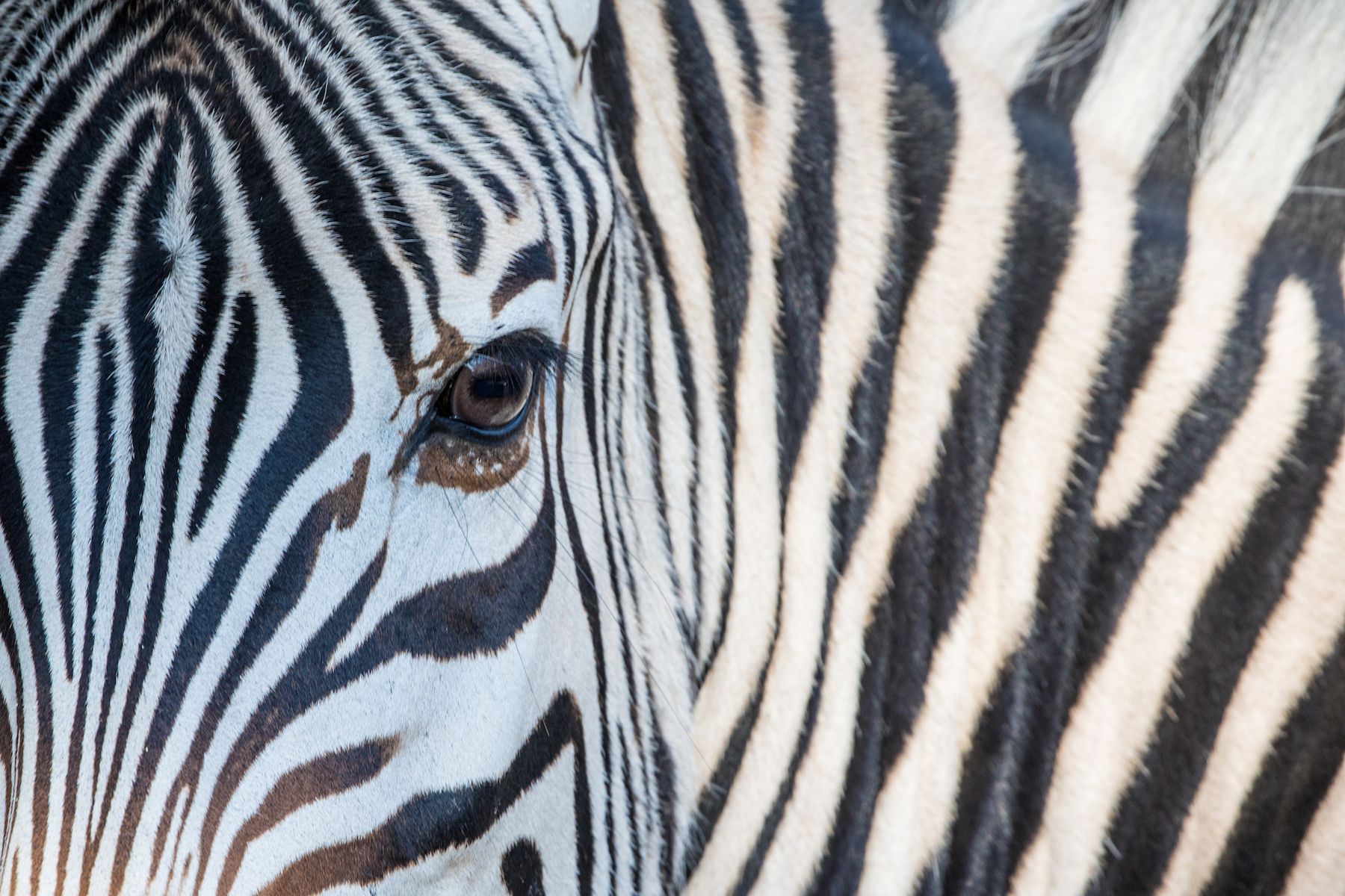 Burchell's Zebra detail, a classic Botswana photosafari subject