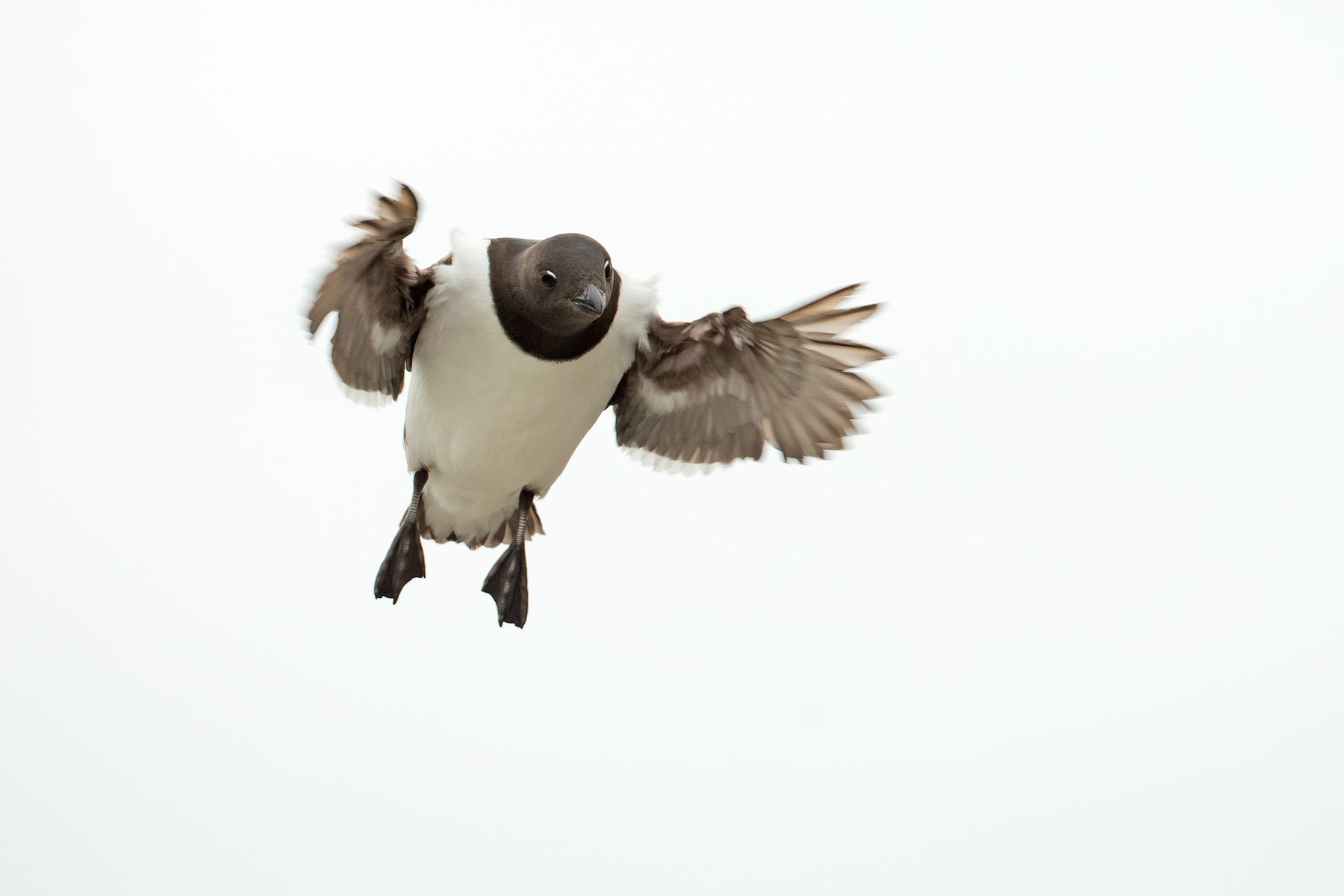 Little Auks in flight are a challenge on any Spitsbergen trip