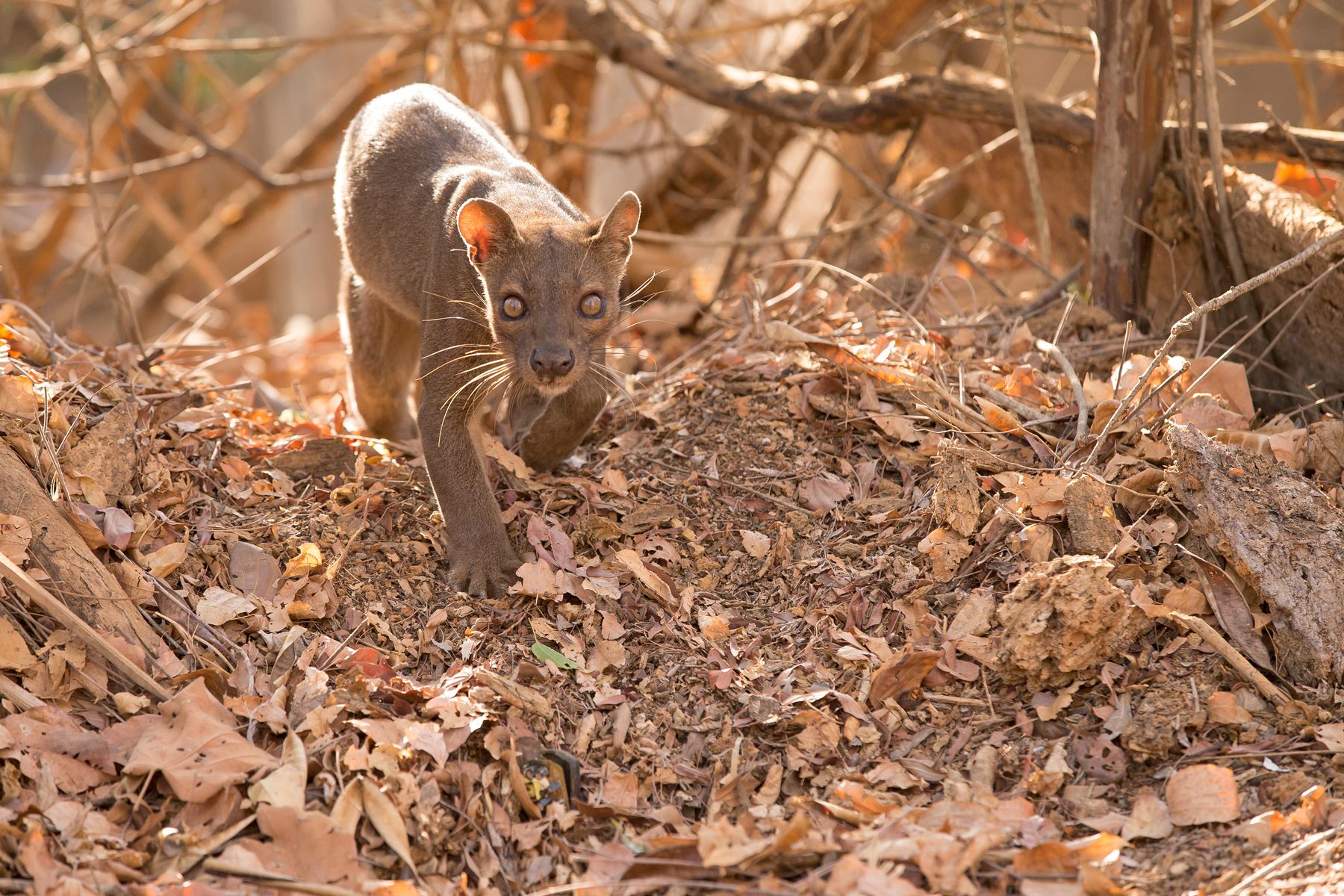 madagascar wildlife tours