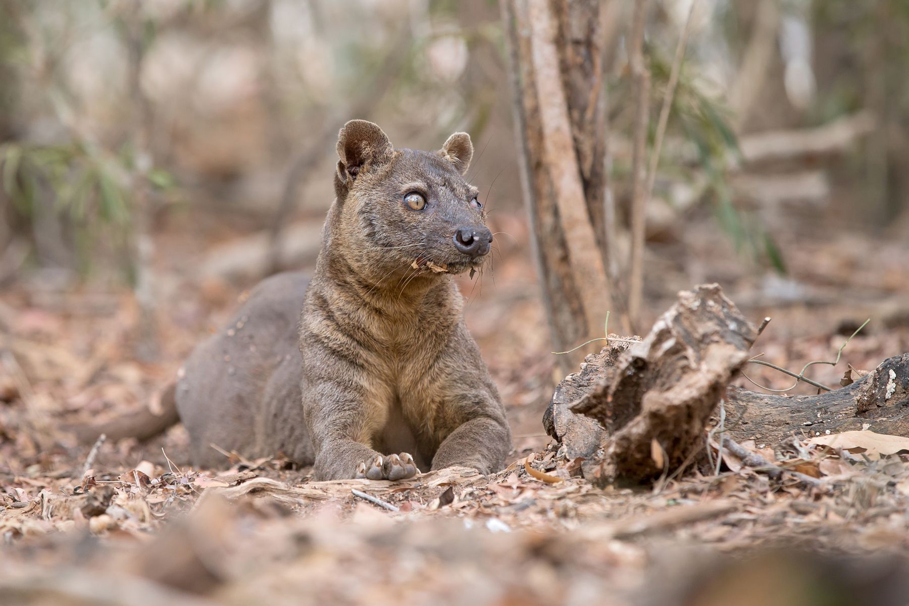 madagascar wildlife tours