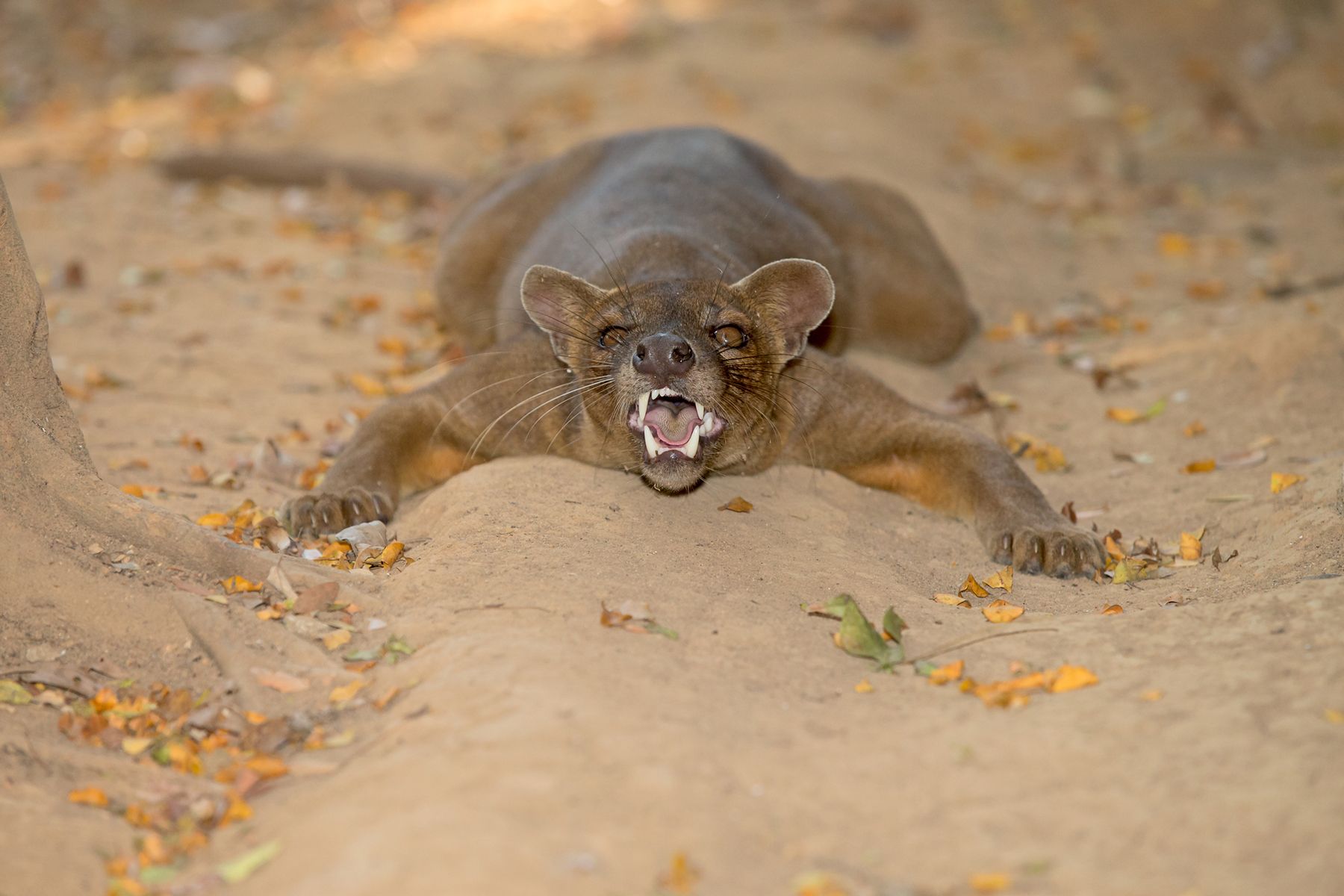 madagascar wildlife tours