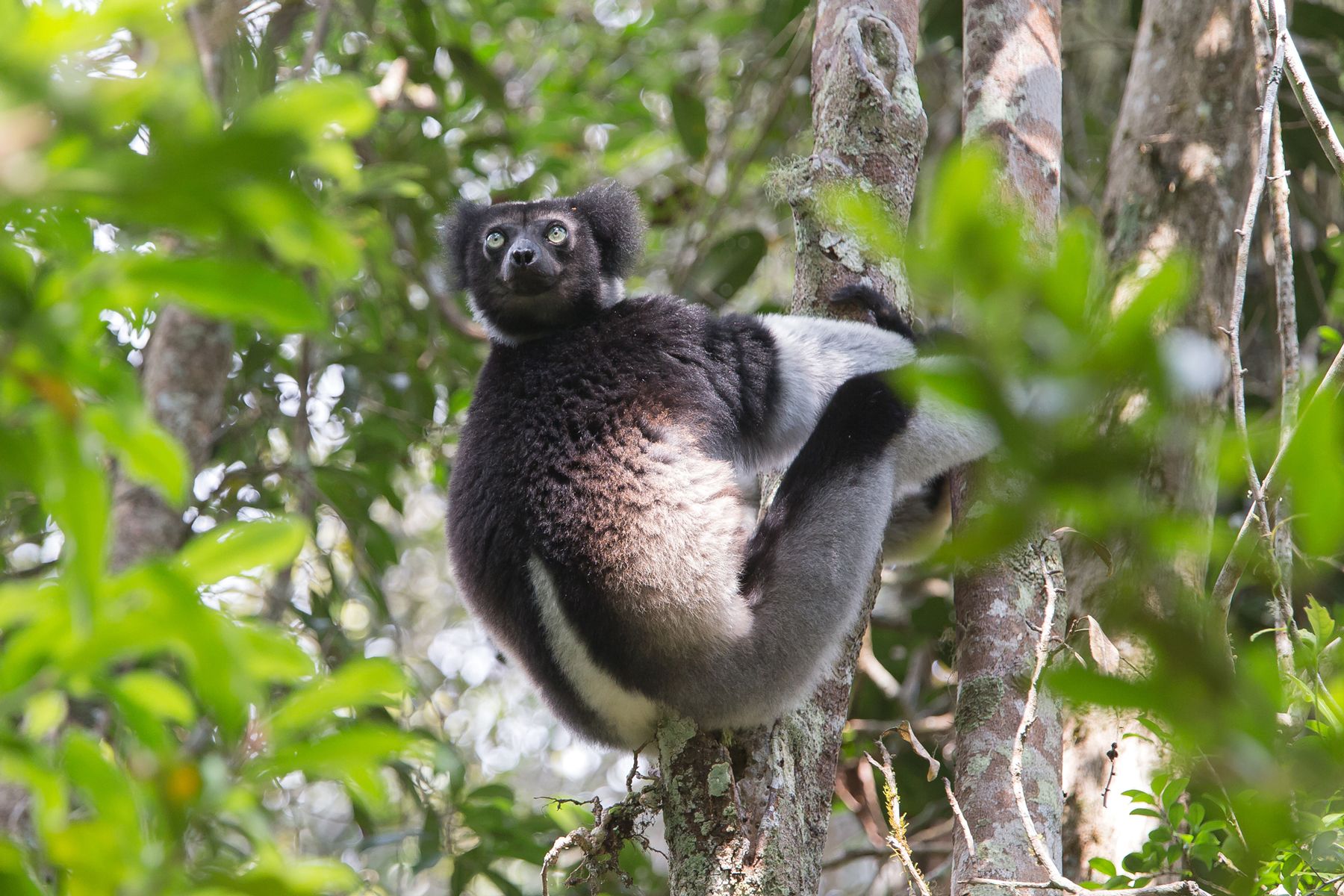 madagascar wildlife tours