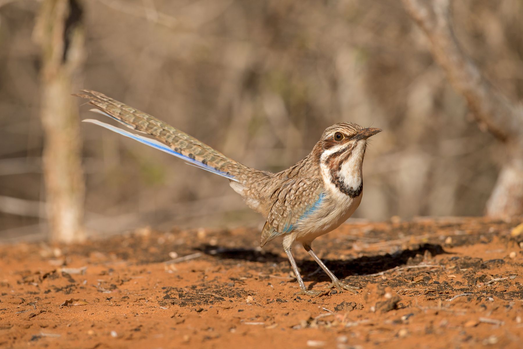 madagascar wildlife tours