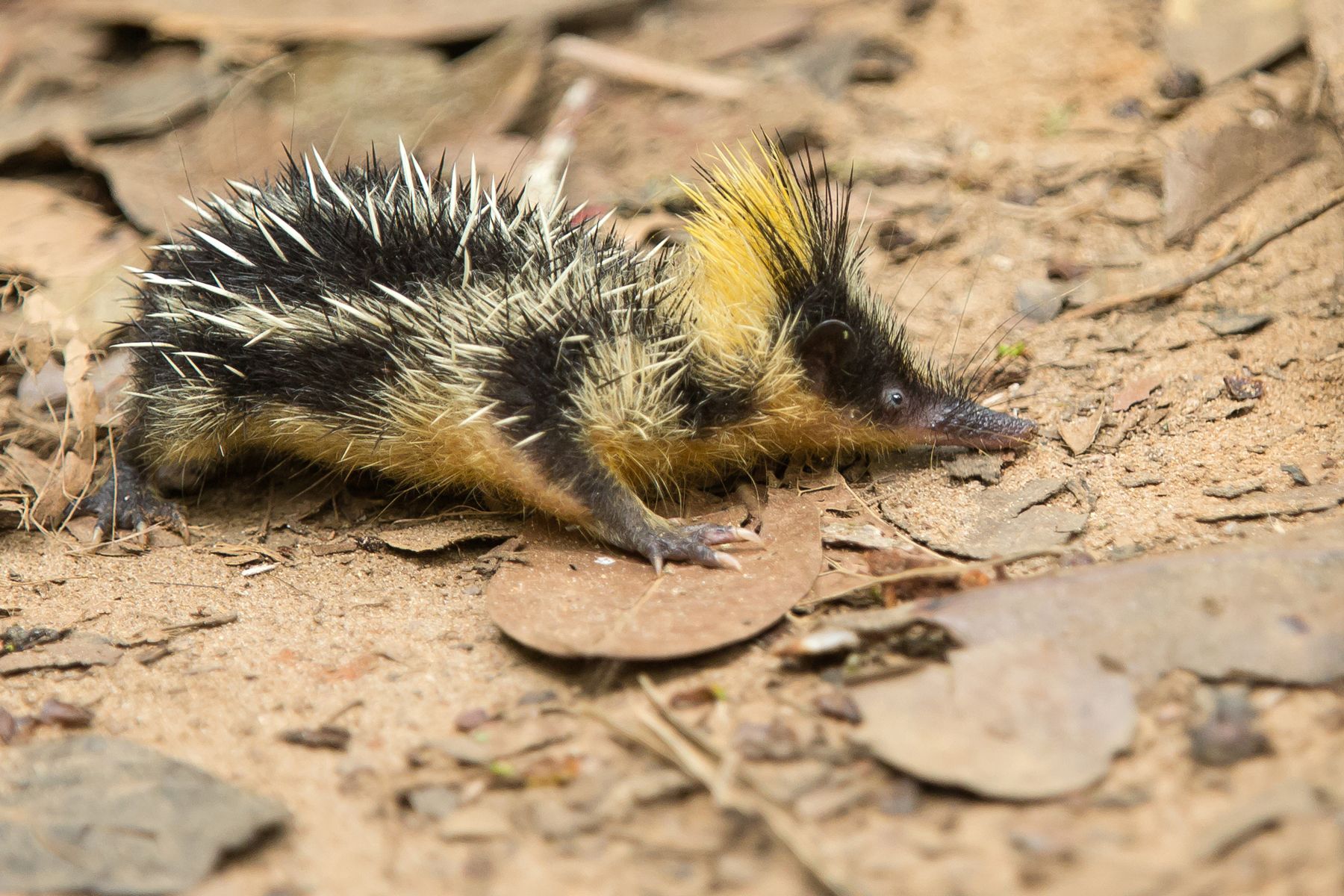 madagascar wildlife tours