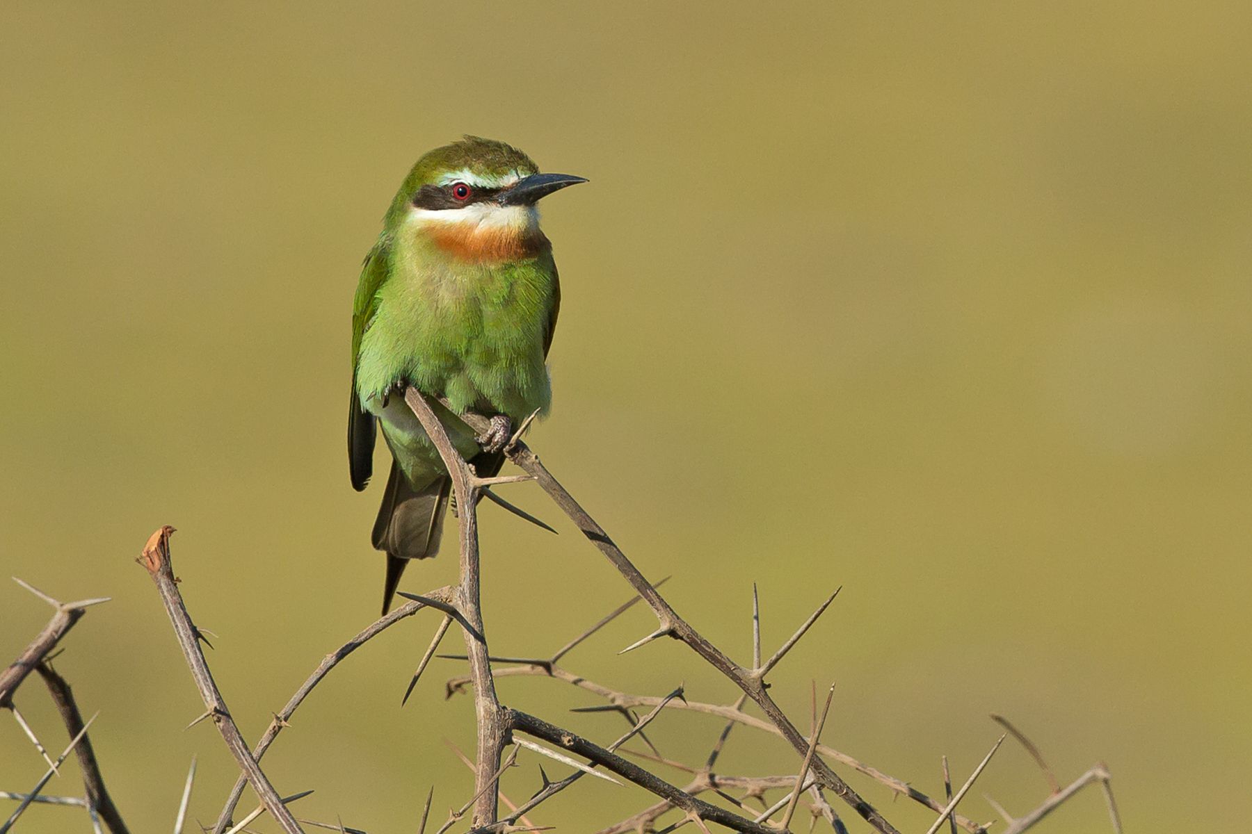 madagascar wildlife tours