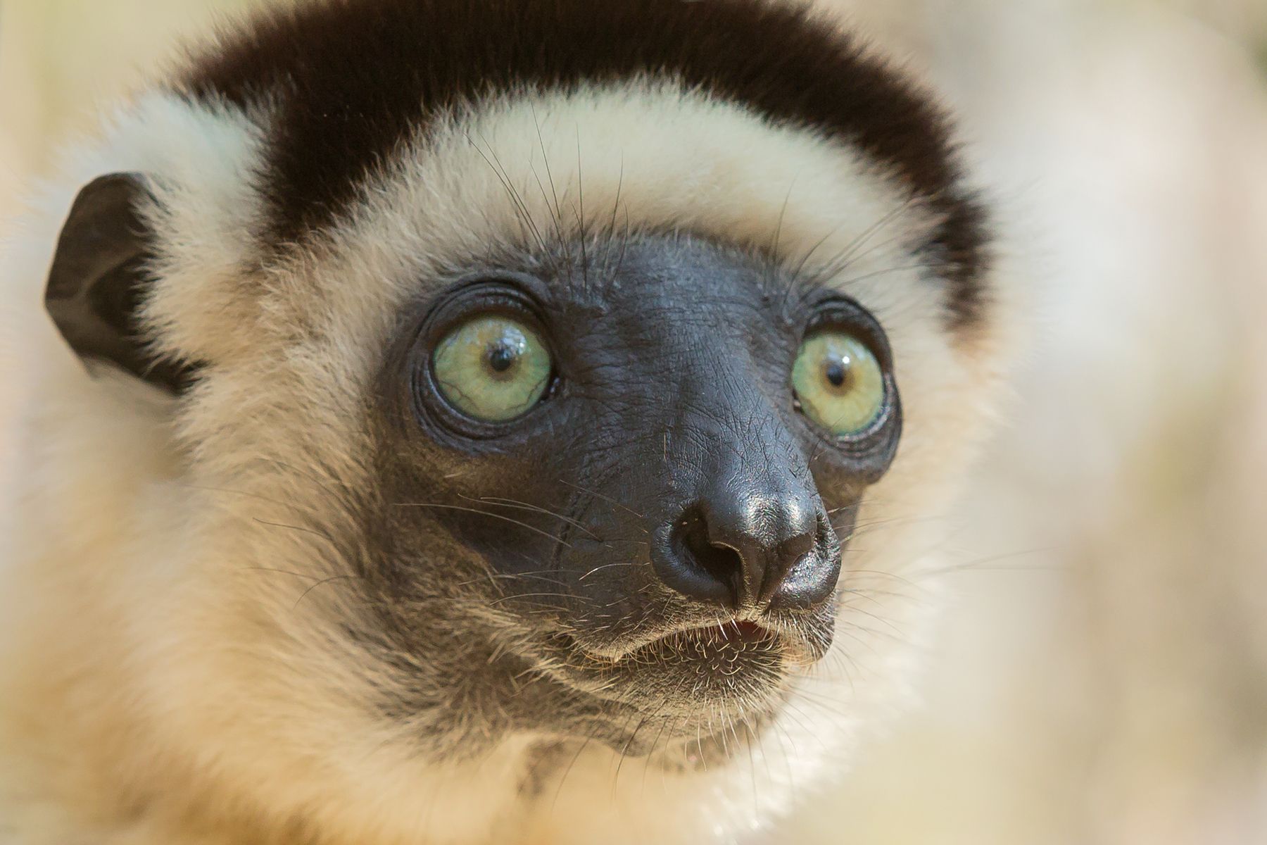 madagascar wildlife tours