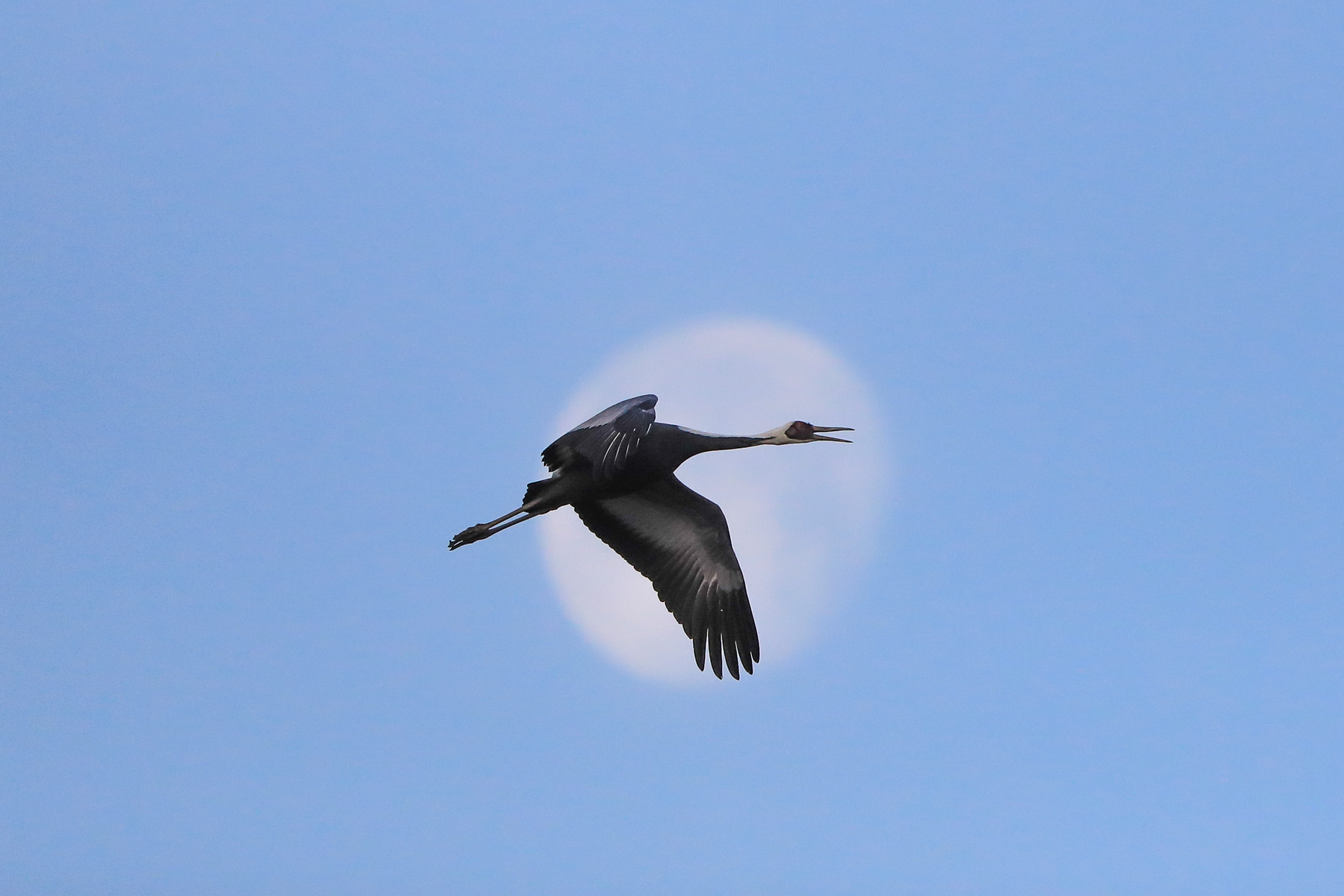 A White-naped Crane bugles as it crosses the dawn moon at Arasaki