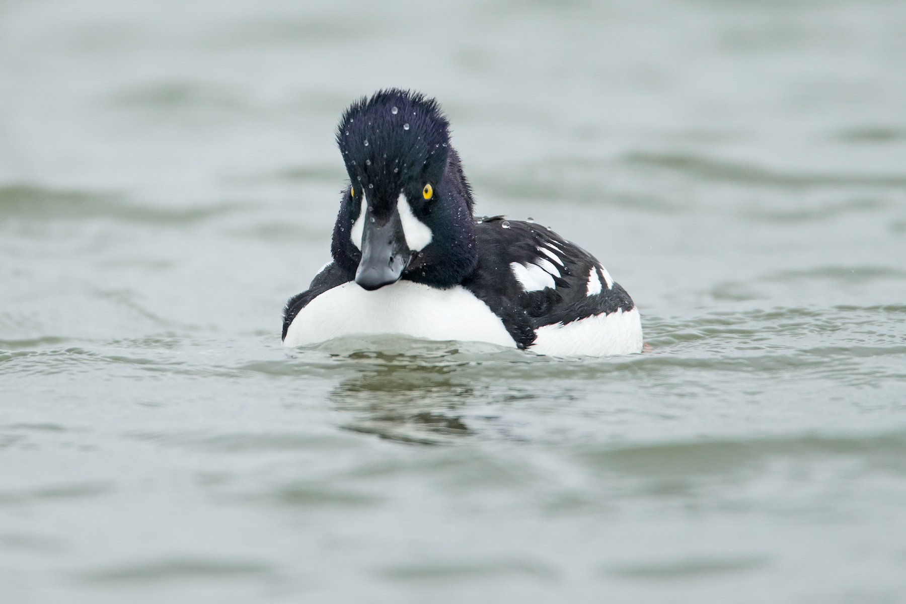 Iceland Wildlife Photography Tour - Iceland Nature & Landscapes