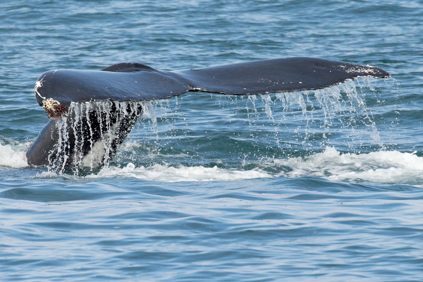 Iceland Wildlife Photography Tour - Iceland Nature & Landscapes