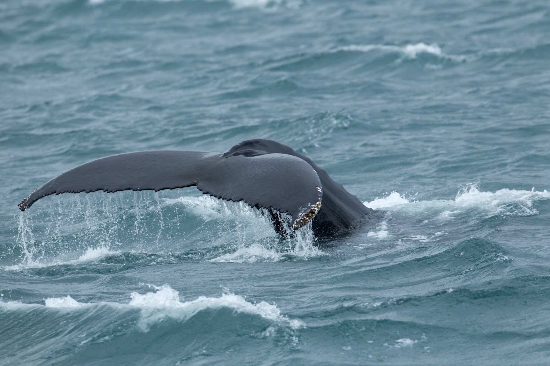 Iceland Wildlife Photography Tour - Iceland Nature & Landscapes