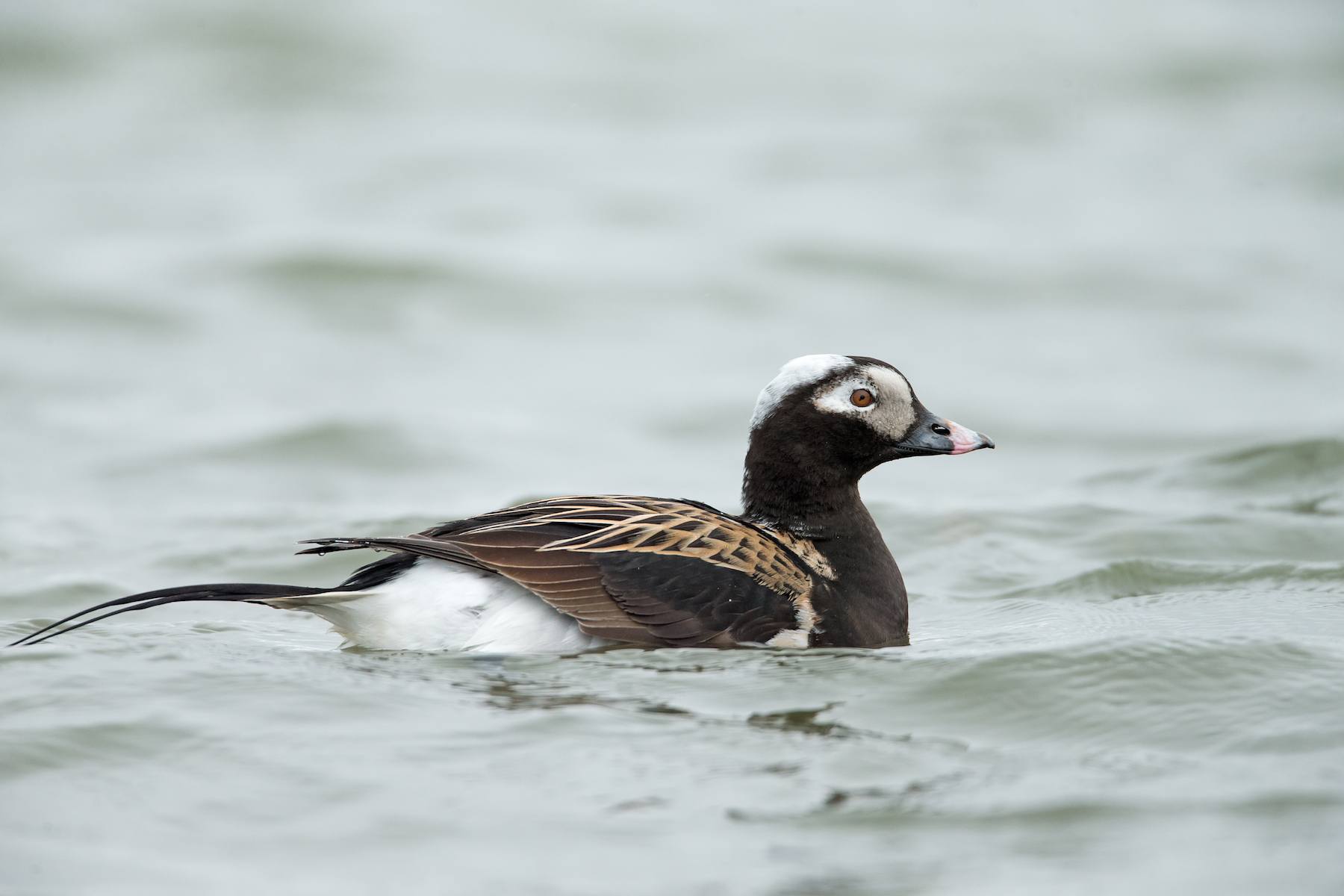 Iceland Wildlife Photography Tour - Iceland Nature & Landscapes