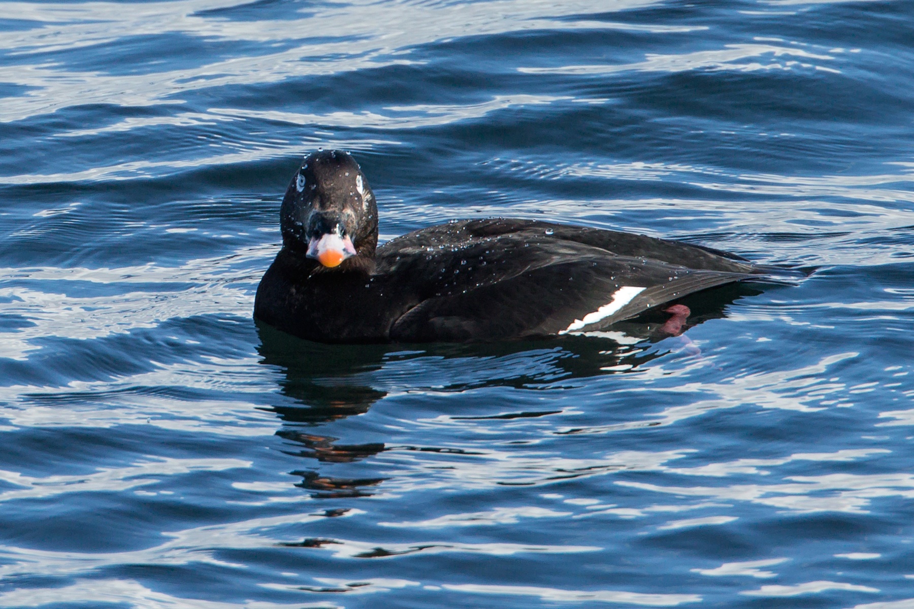 Iceland Wildlife Photography Tour - Iceland Nature & Landscapes