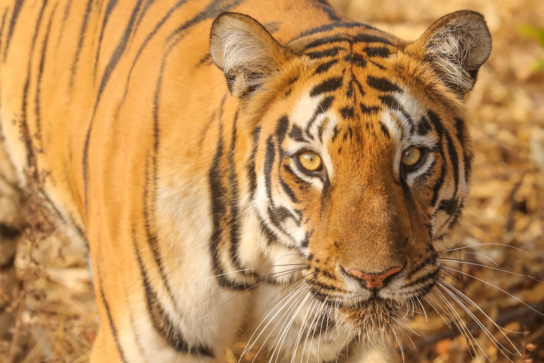 India Wildlife Photography Tours - India Tiger Photo Safaris