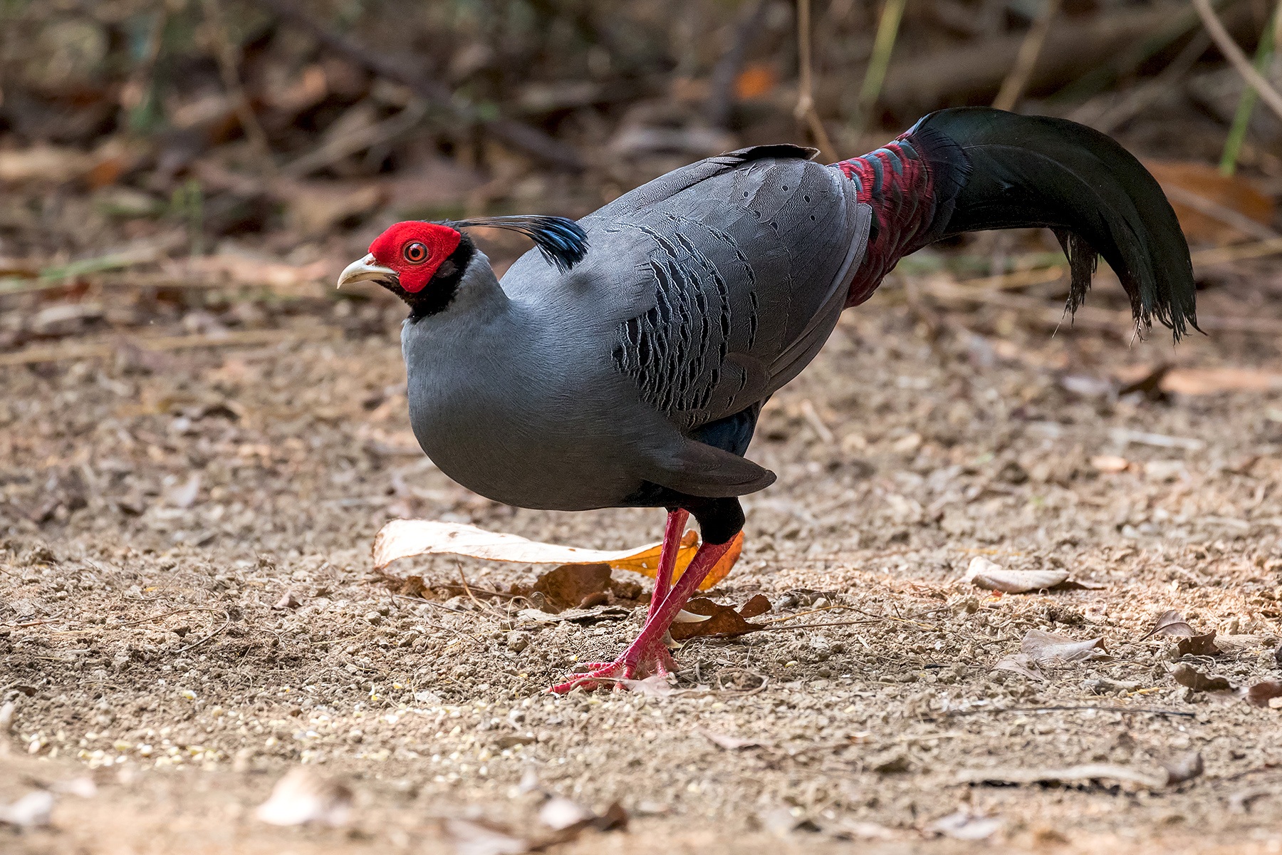 Siamese Fireback male