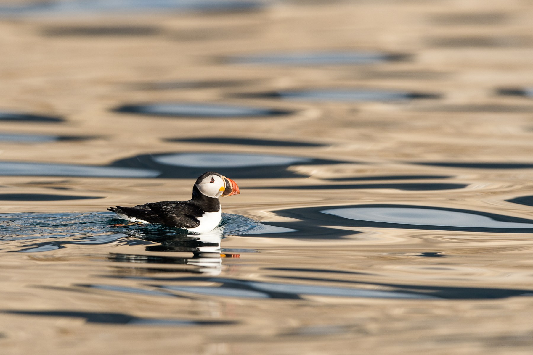 Atlantic Puffin on a glassy, golden sea