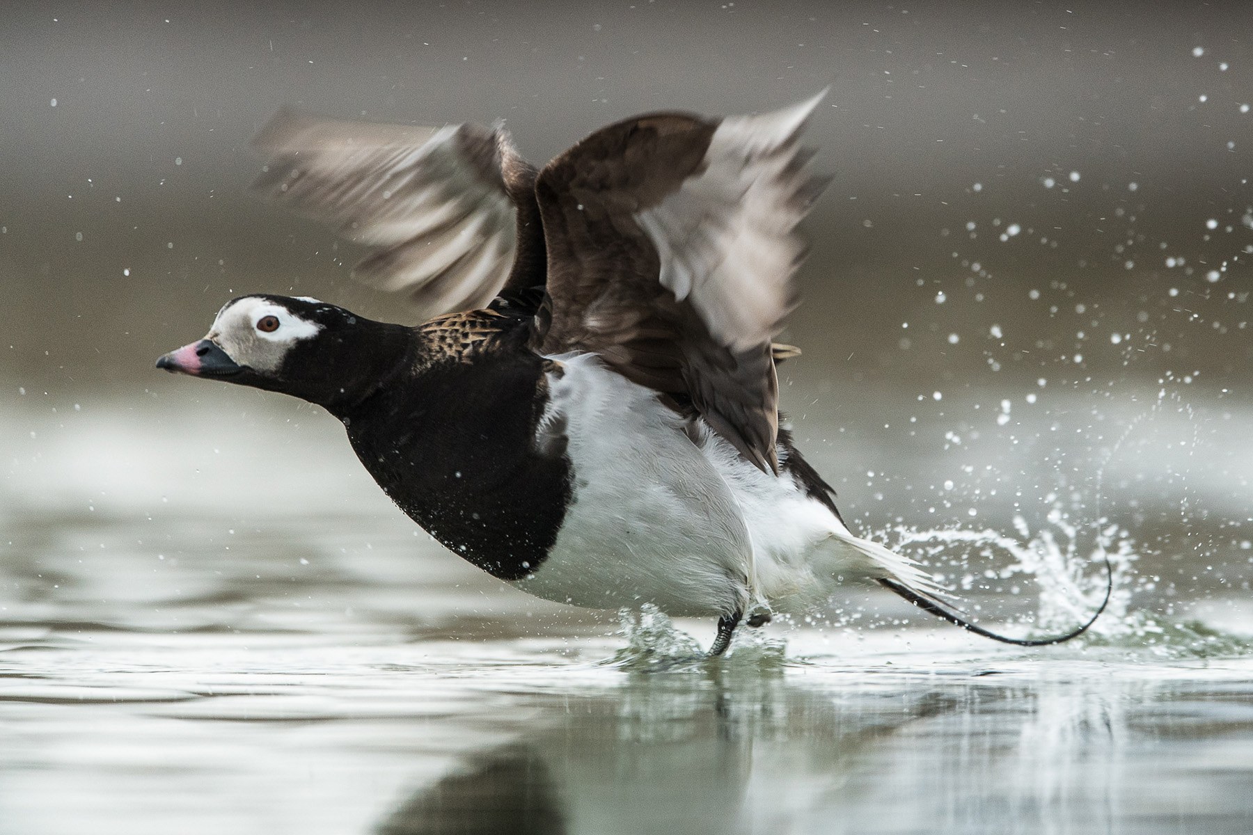 A handsome male Long-tailed Duck