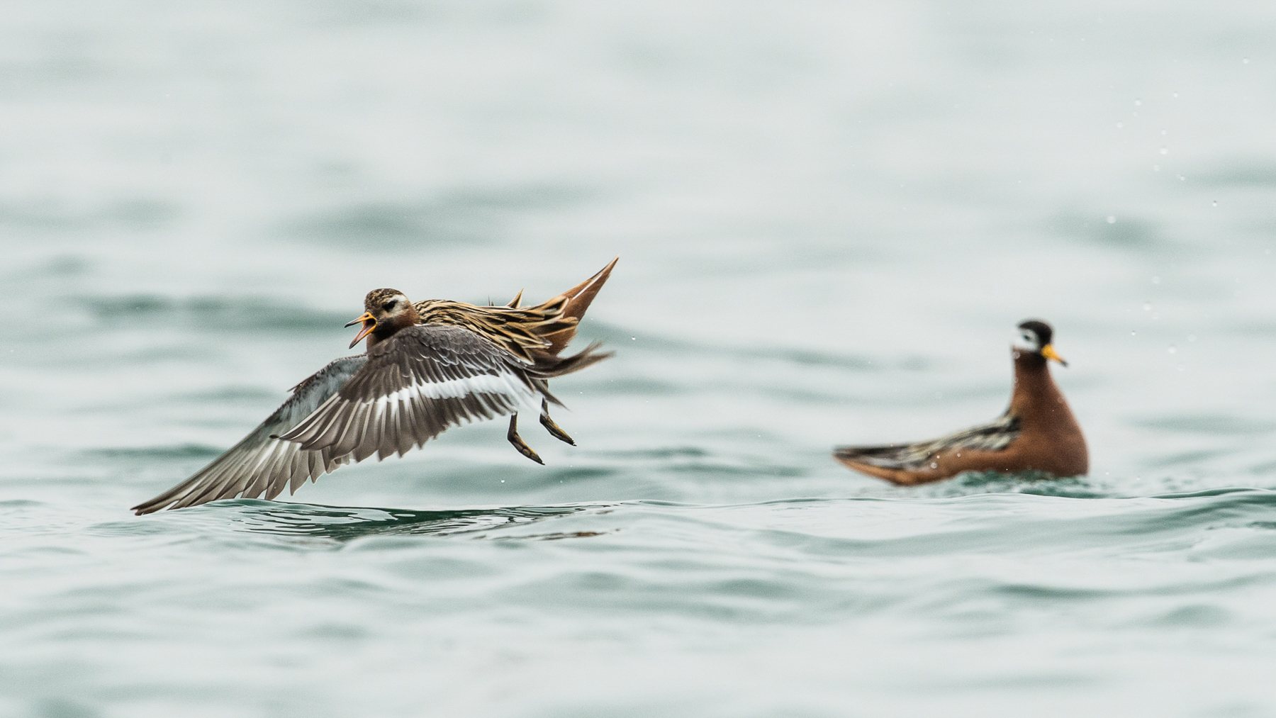 A male Red Phalarope flees the attentions of a female. Pharopes are most unusual among birds in having sexual appearance and role reversal