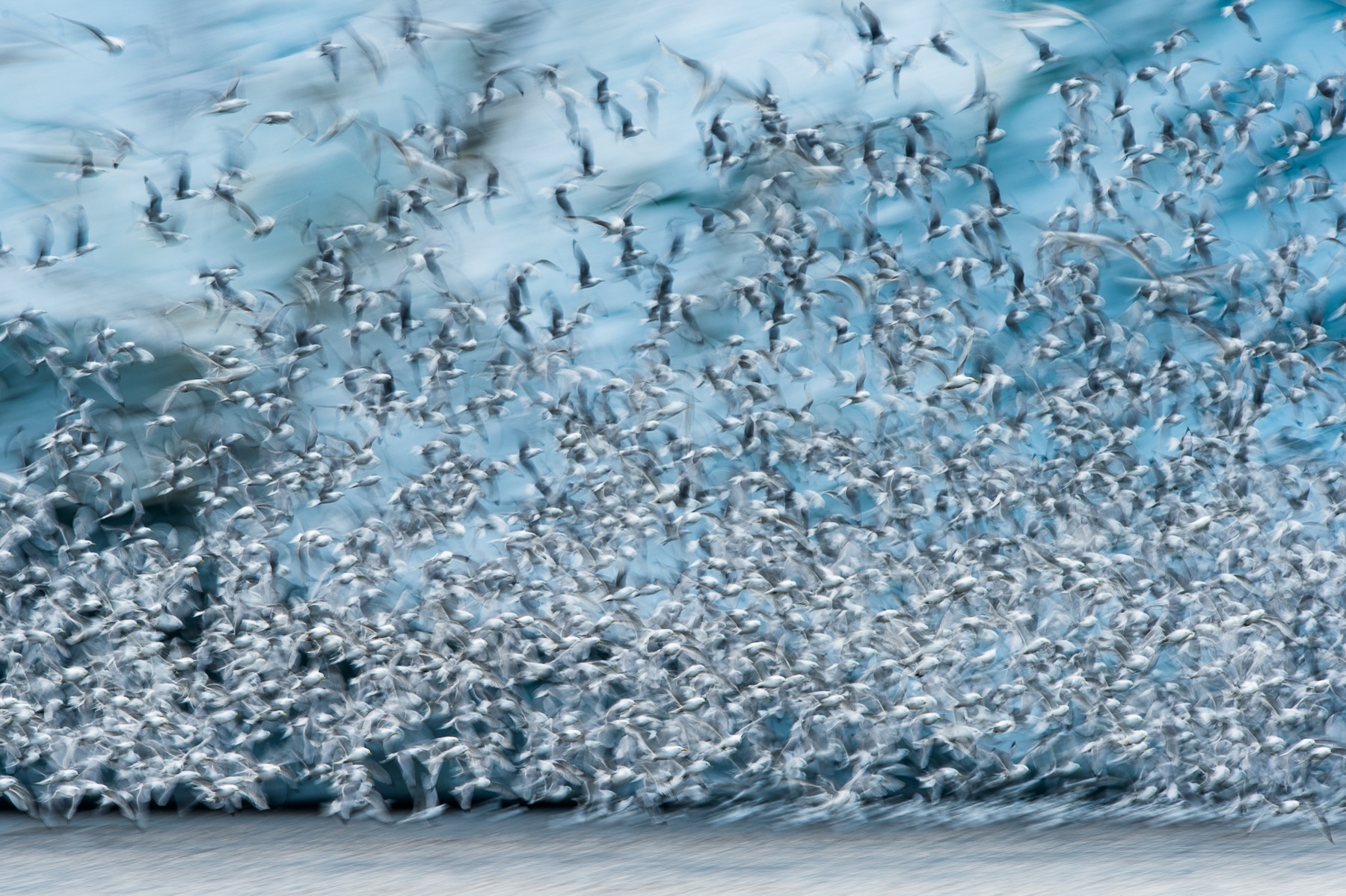 Motion blur of Black-legged Kittiwakes in front of a glacier