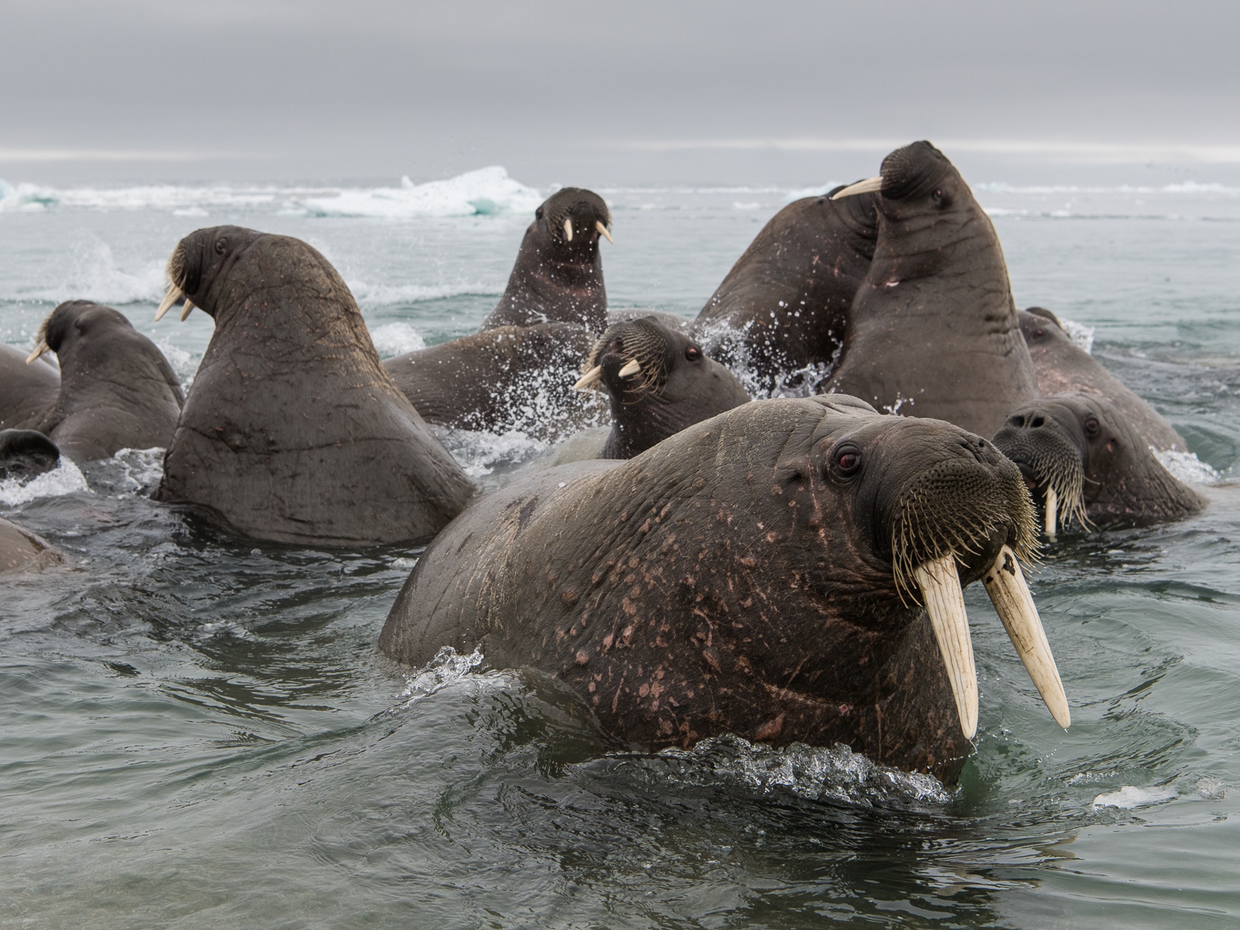 Some frisky Walruses