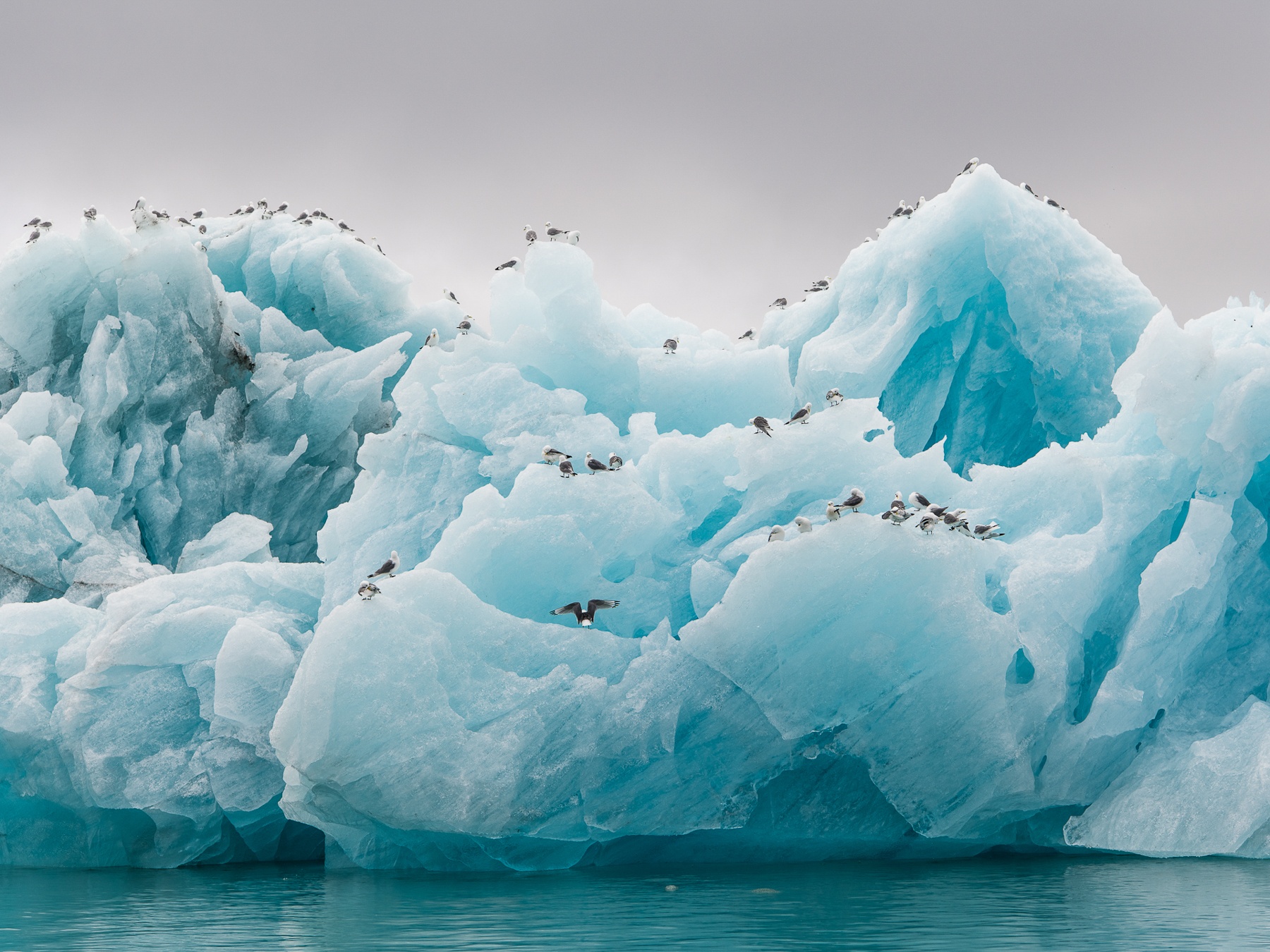 Black-legged Kittiwakes adorn an almost incredibly blue, upturned iceberg