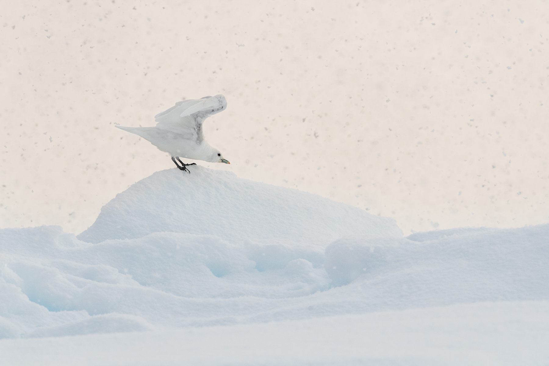 An Ivory Gull stretches its wings