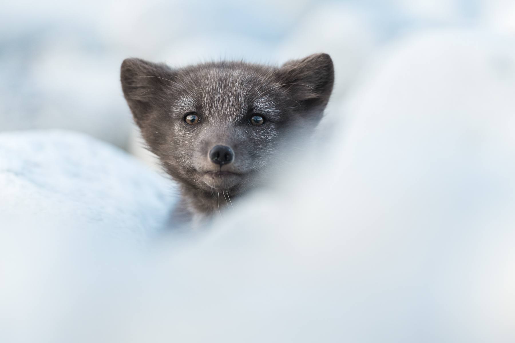 An Arctic Fox in its dark summer pelage peeks out at a photographer