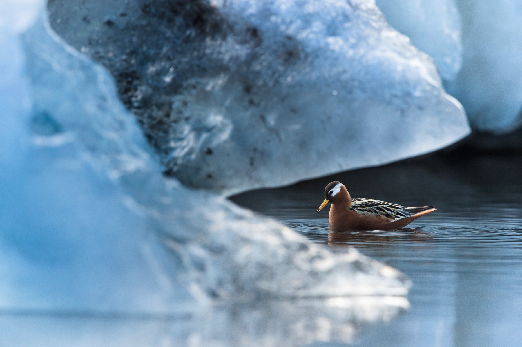 A Red Phalarope amongst the ice