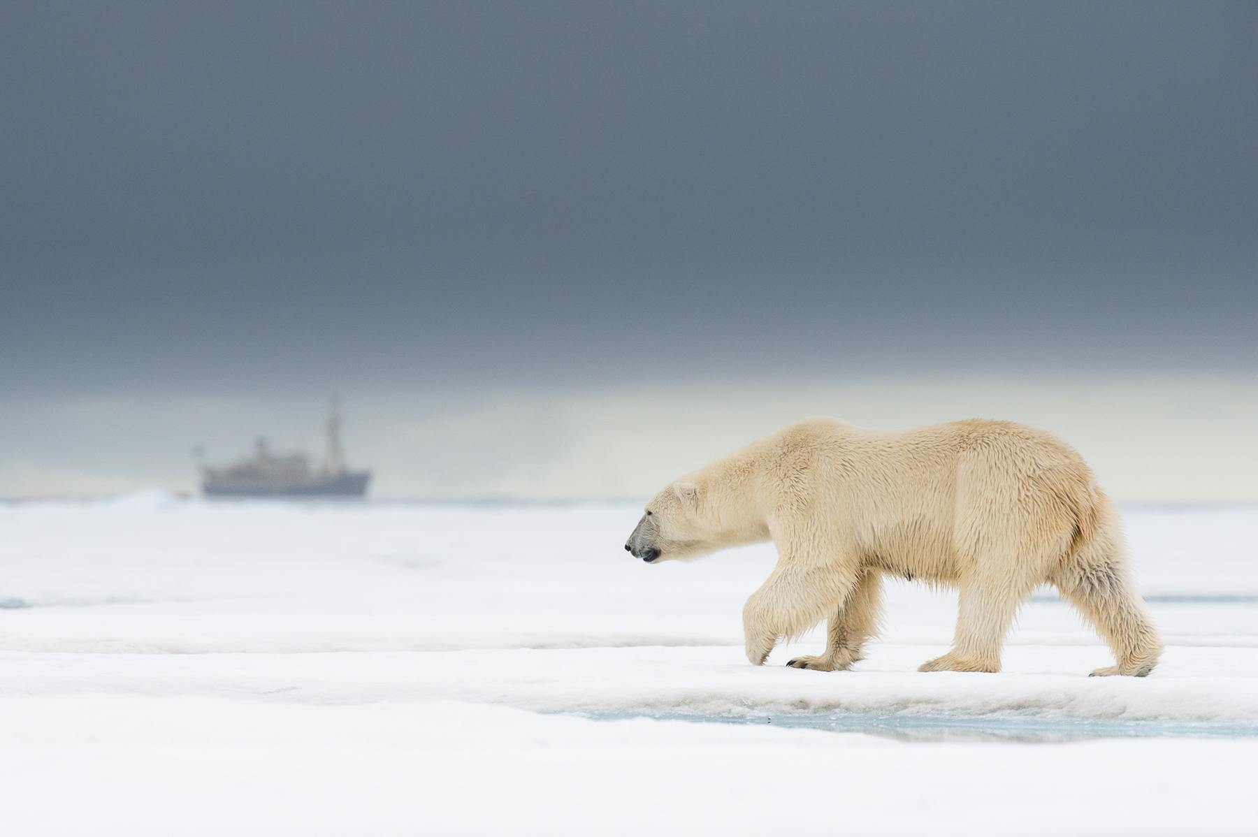 Polar Bear, Ursus maritimus, female walking on an ice-floe north of Svalbard. Our expedition ship MS Origo is seen in the background