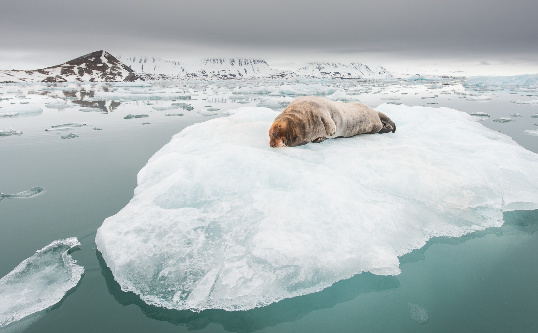 A Bearded Seal (Erignathus barbatus) rests on an ice-floe in Kongsfjorden in Spitsbergen (Svalbard)