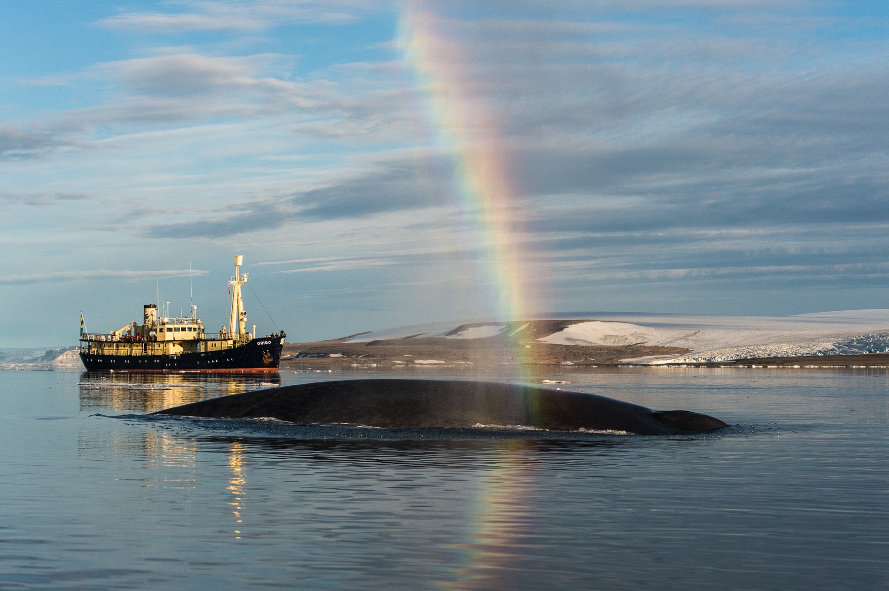 A rainbow forms as a Blue Whale (Balaenoptera musculus) blows in the Hinlopen Strait in Svalbard