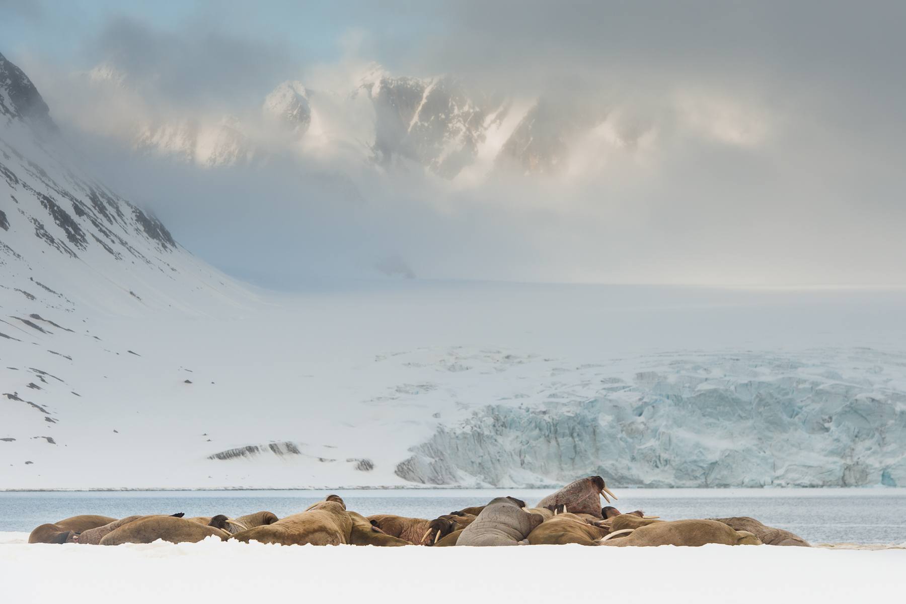 A group of Walrus (Odobenus rosmarus) resting on snow on Spitsbergen, Svalbard