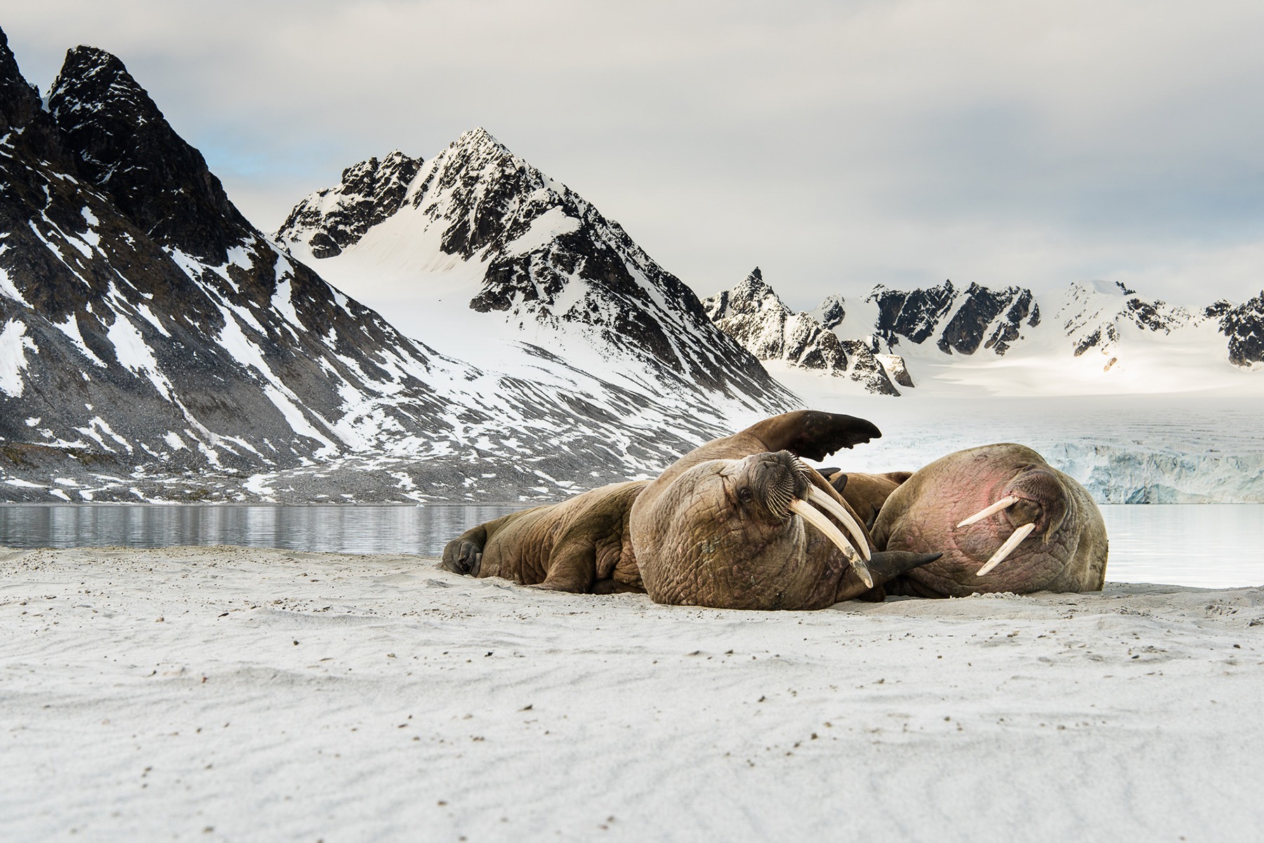 Walruses on a Svalbard beach. A wonderful feature of wildlife photography in Svalbard is the amazing backdrops