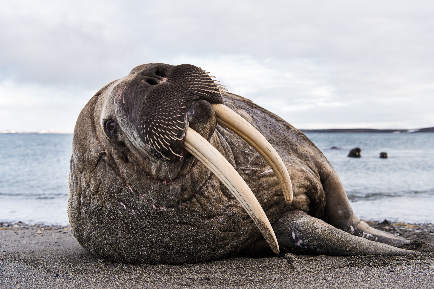 Walrus male portrait from Svalbard