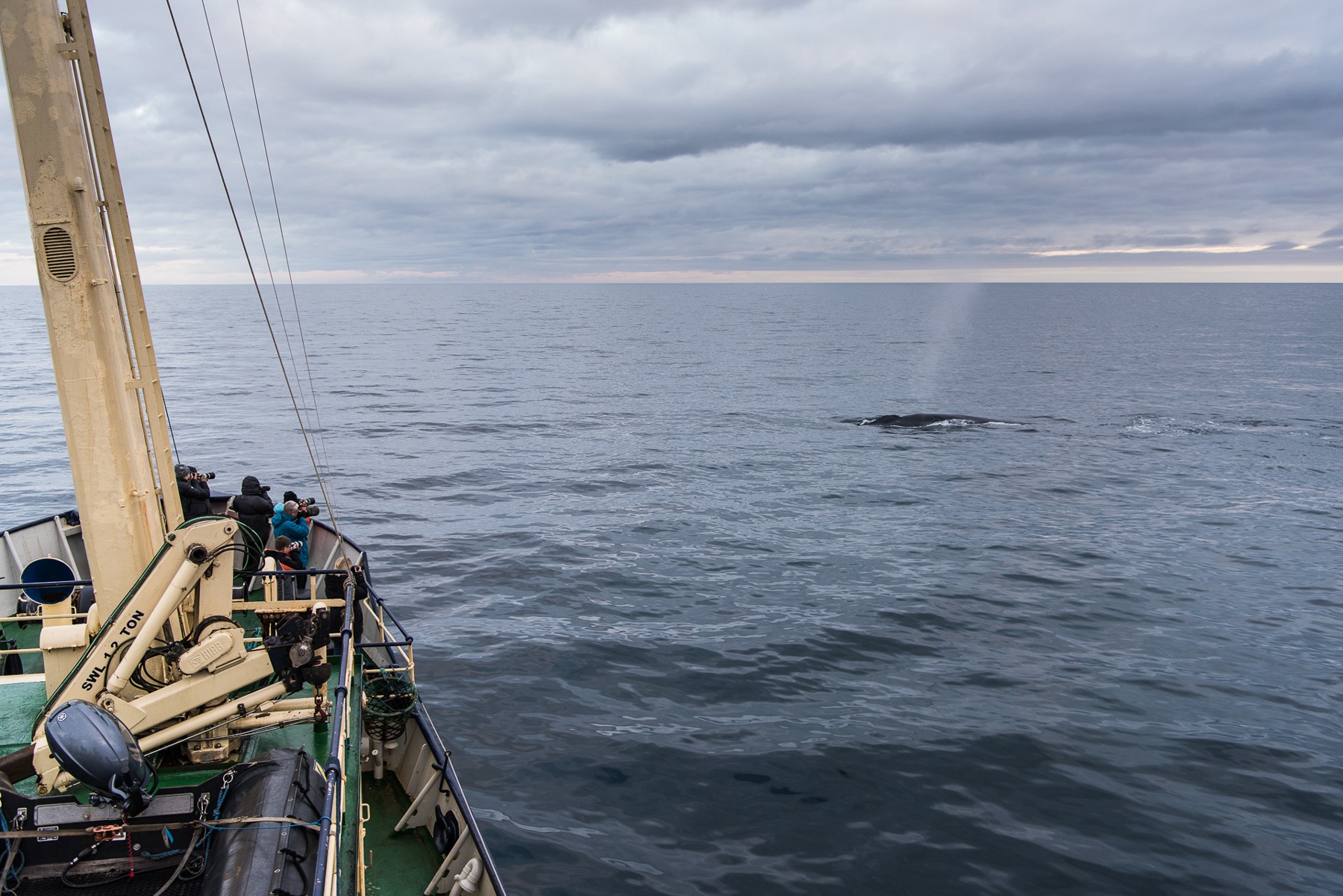 Whale observation and photography is getting much more frequent in Svalbard as numbers recover