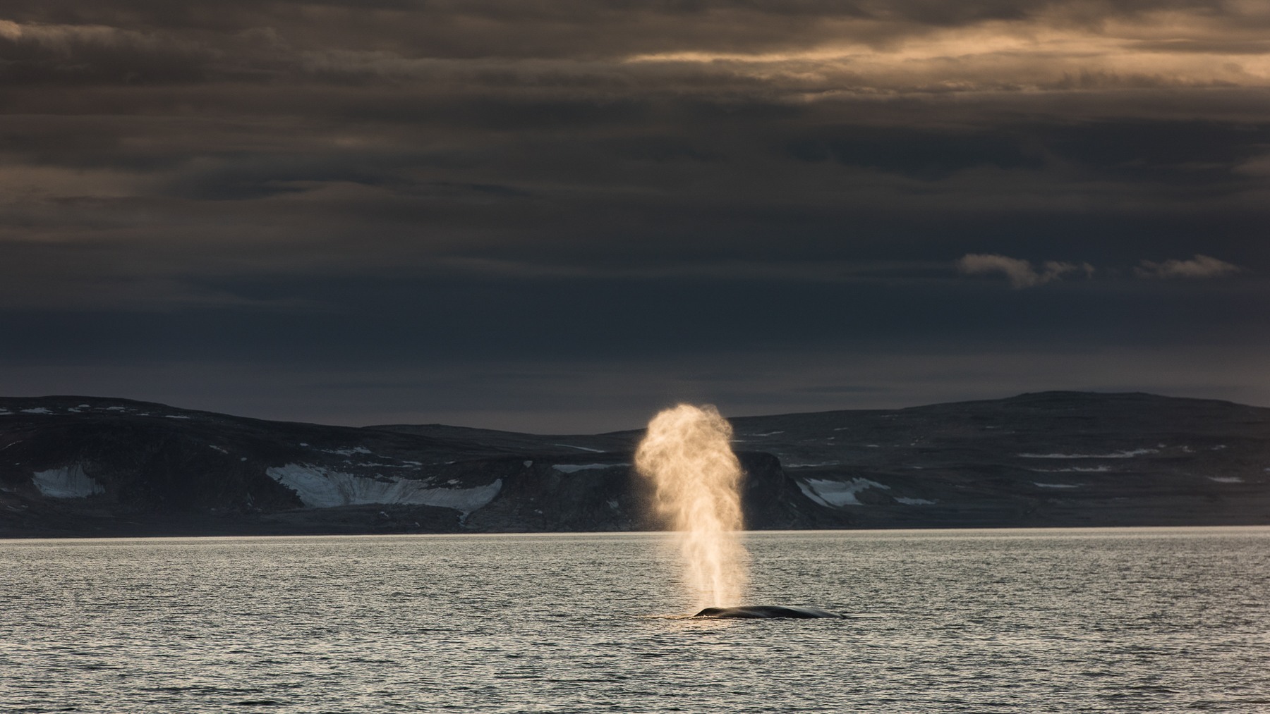 A Fin Whale blows off the coast of Spitsbergen