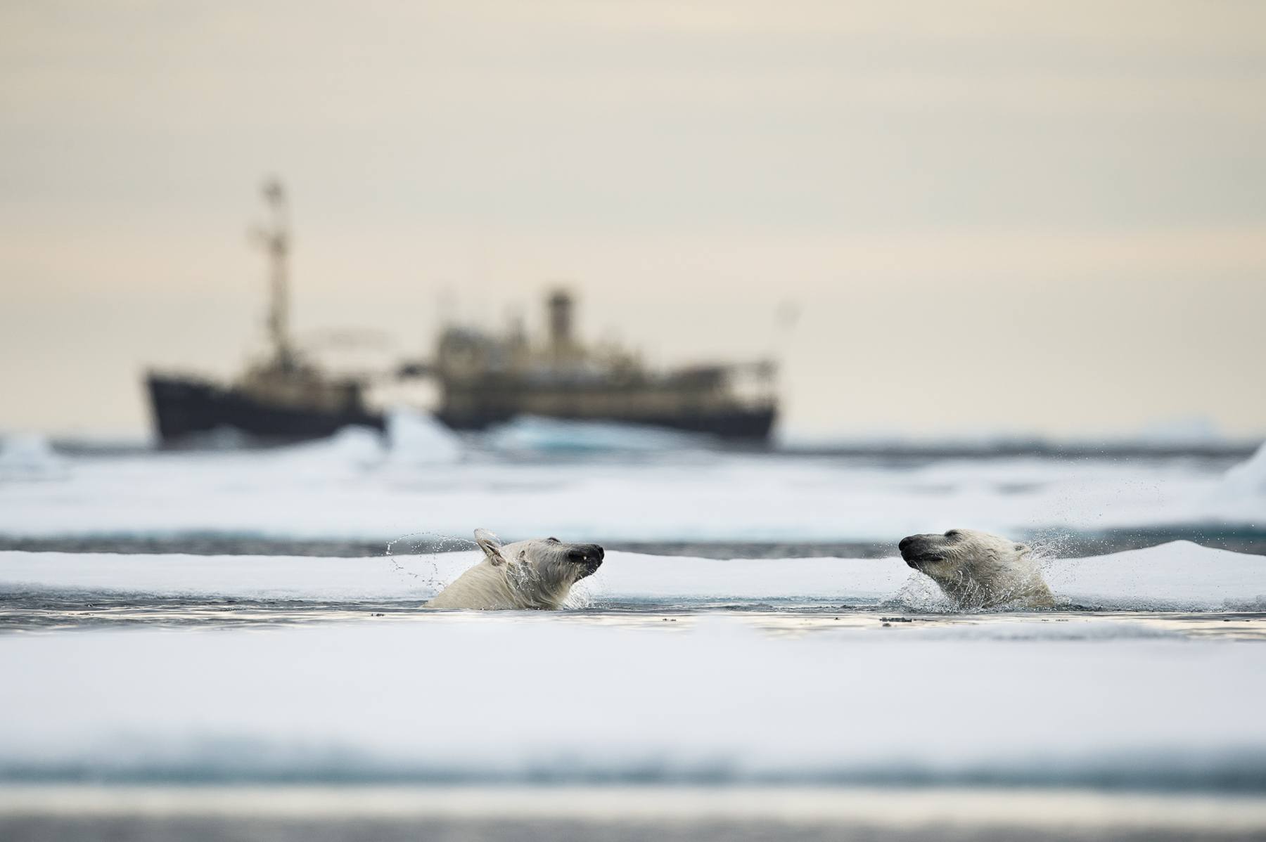 In a Zodiac amongst the ice you can get down low with the Polar Bears