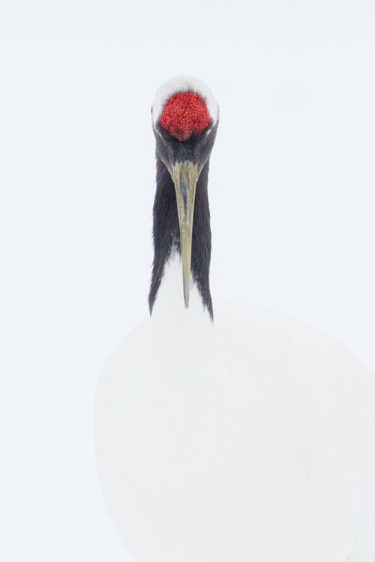 Portrait of a Red-crowned Crane, Hokkaido, Japan