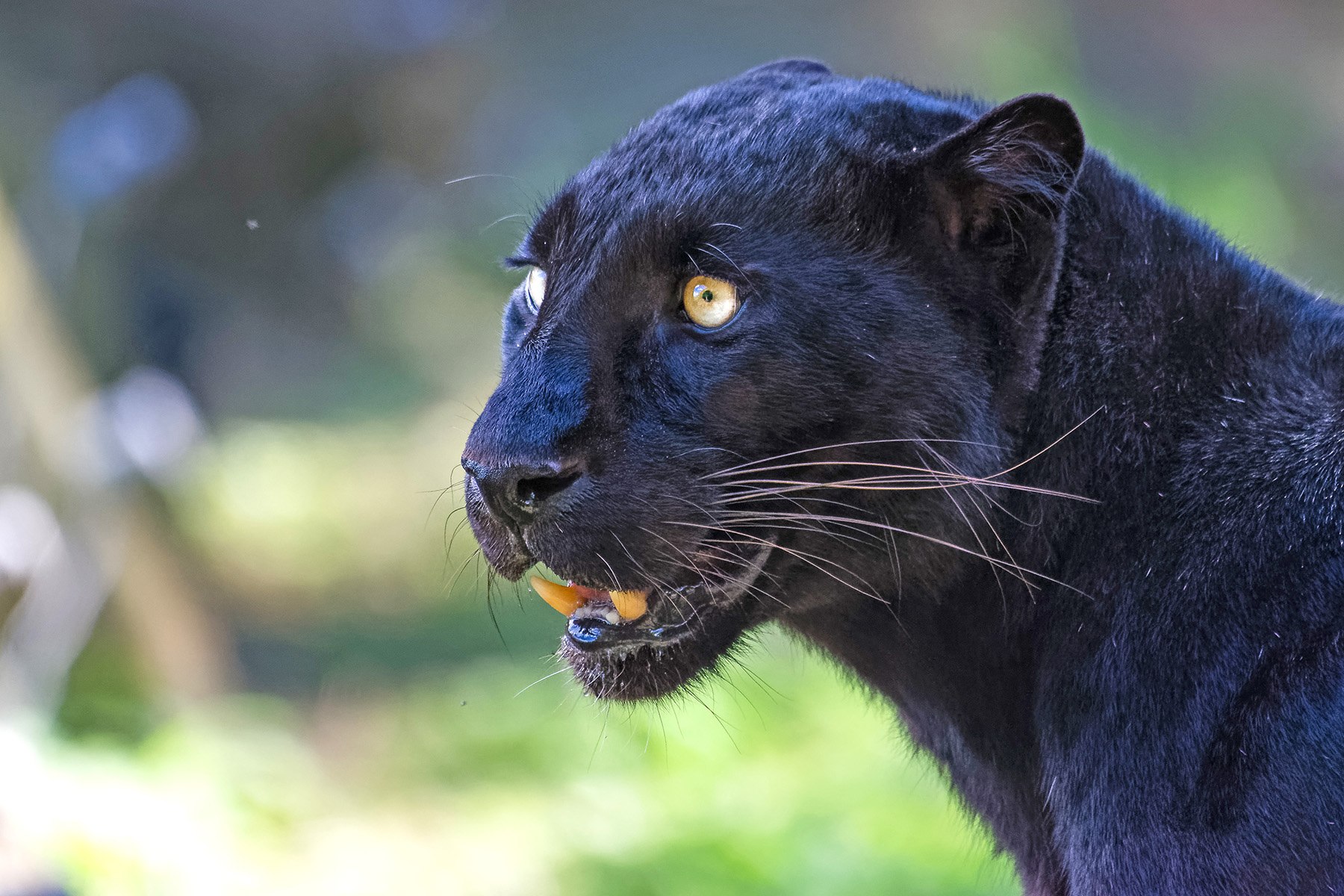 India Wildlife Photography Tours – Black Panther & Rusty-spotted Cat