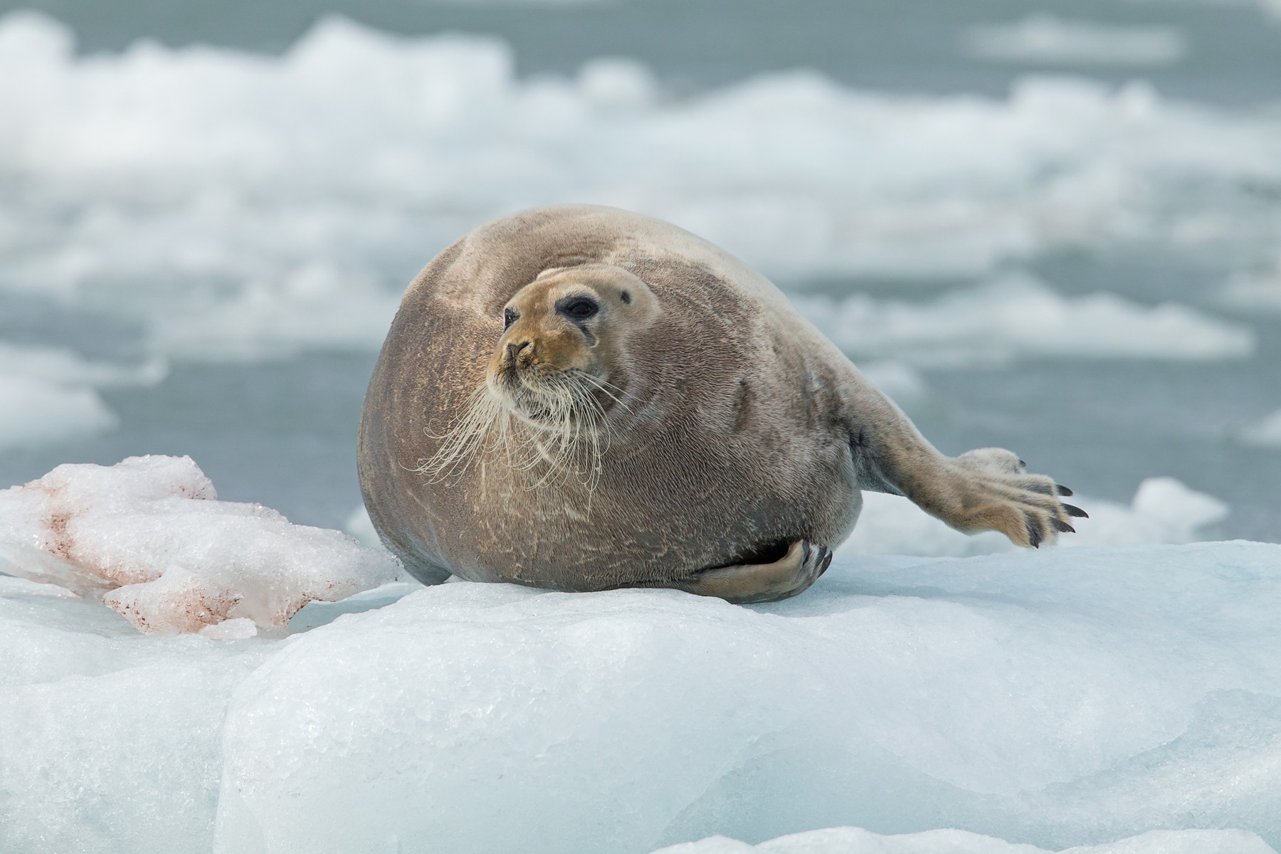 Spitsbergen: A Polar Wilderness Photography Tour Report 2018