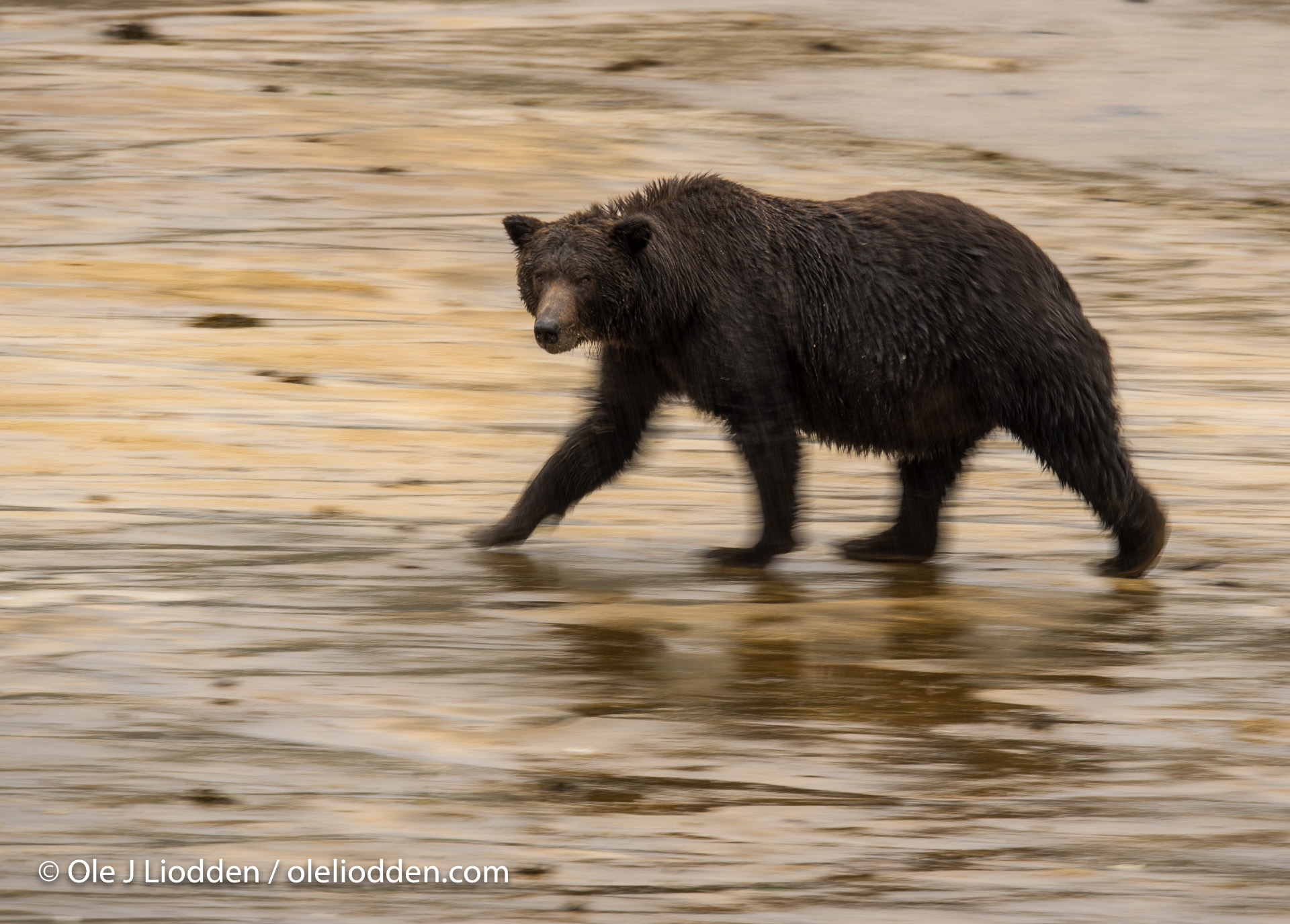 Grizzly Bear (Ursus arctos) in Katmai, Alaska